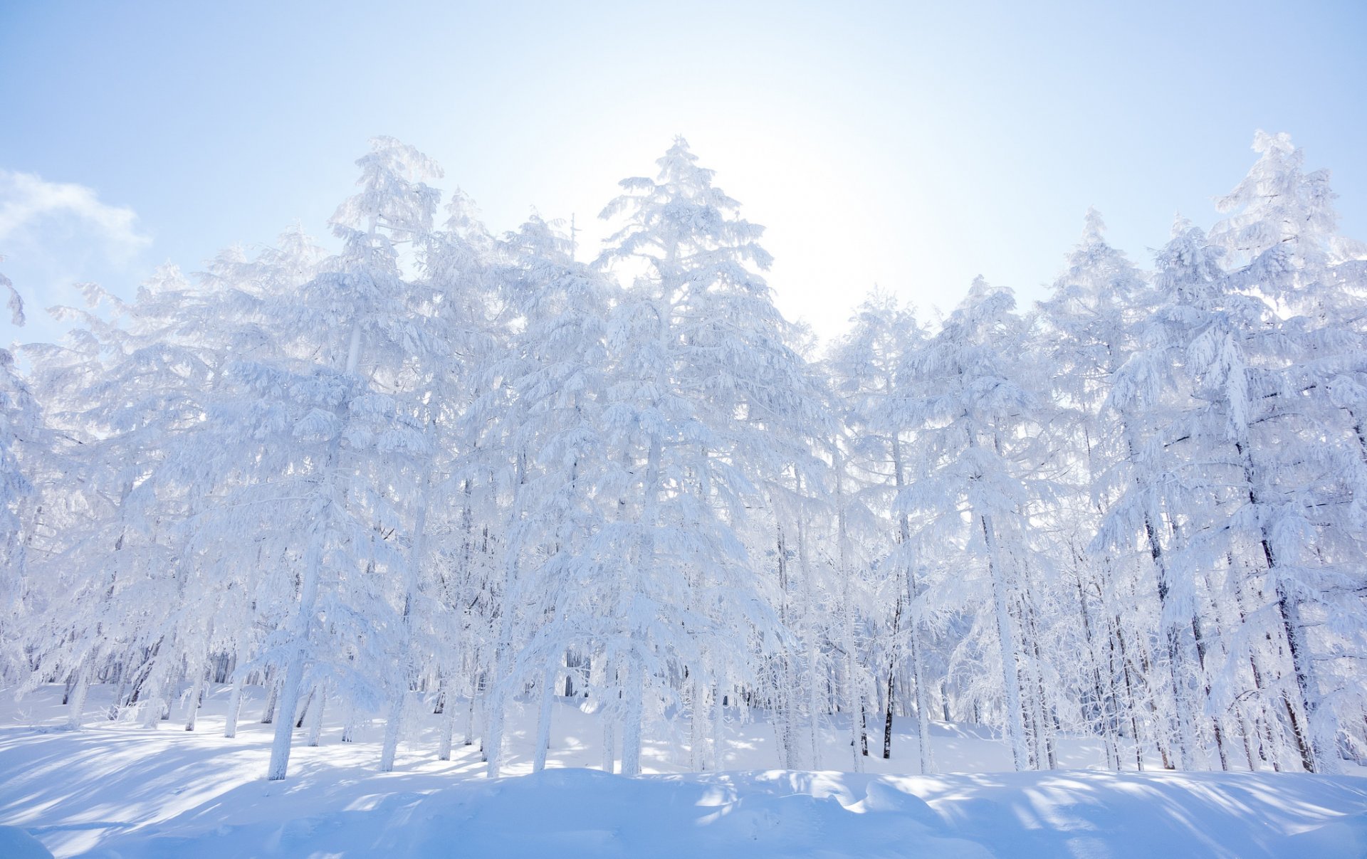 небо утро лес зима деревья снег