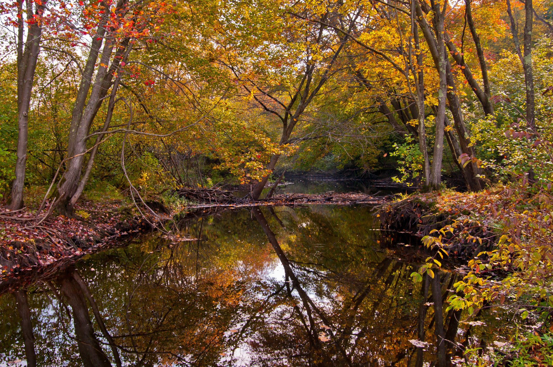 herbst wald fluss bäume