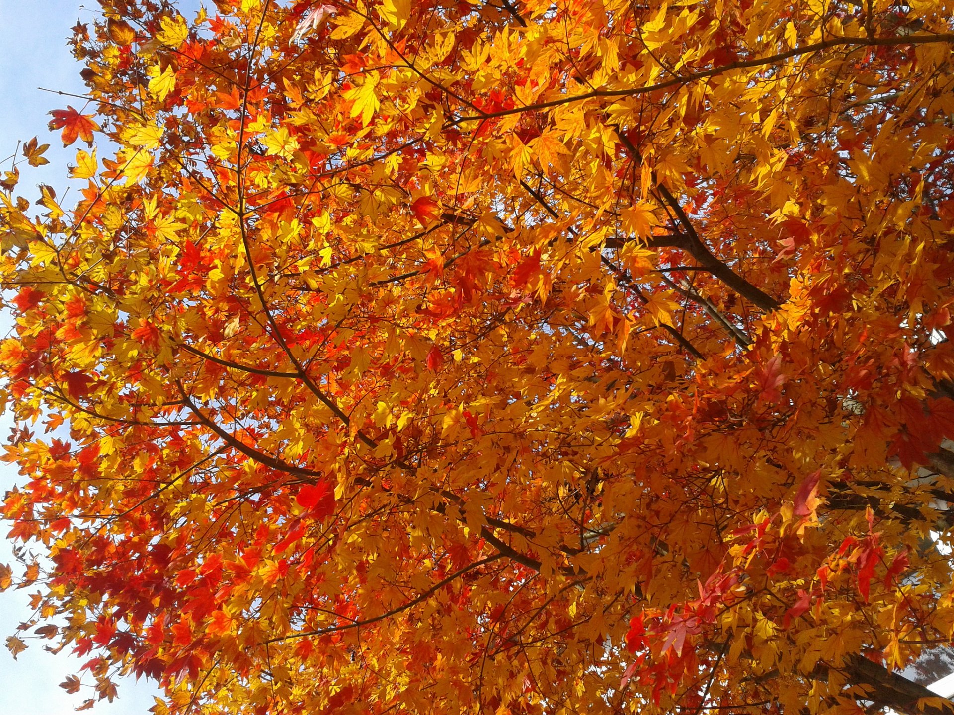 baum zweige blätter purpurrot herbst