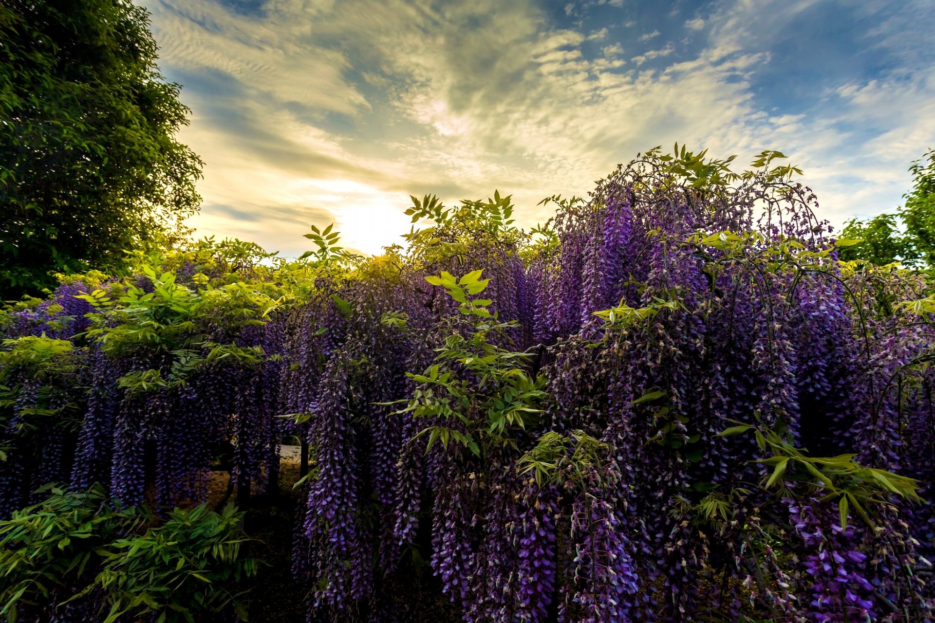 parc de fleurs d ashikaga japon parc de fleurs d ashikaga parc glycine wisteria