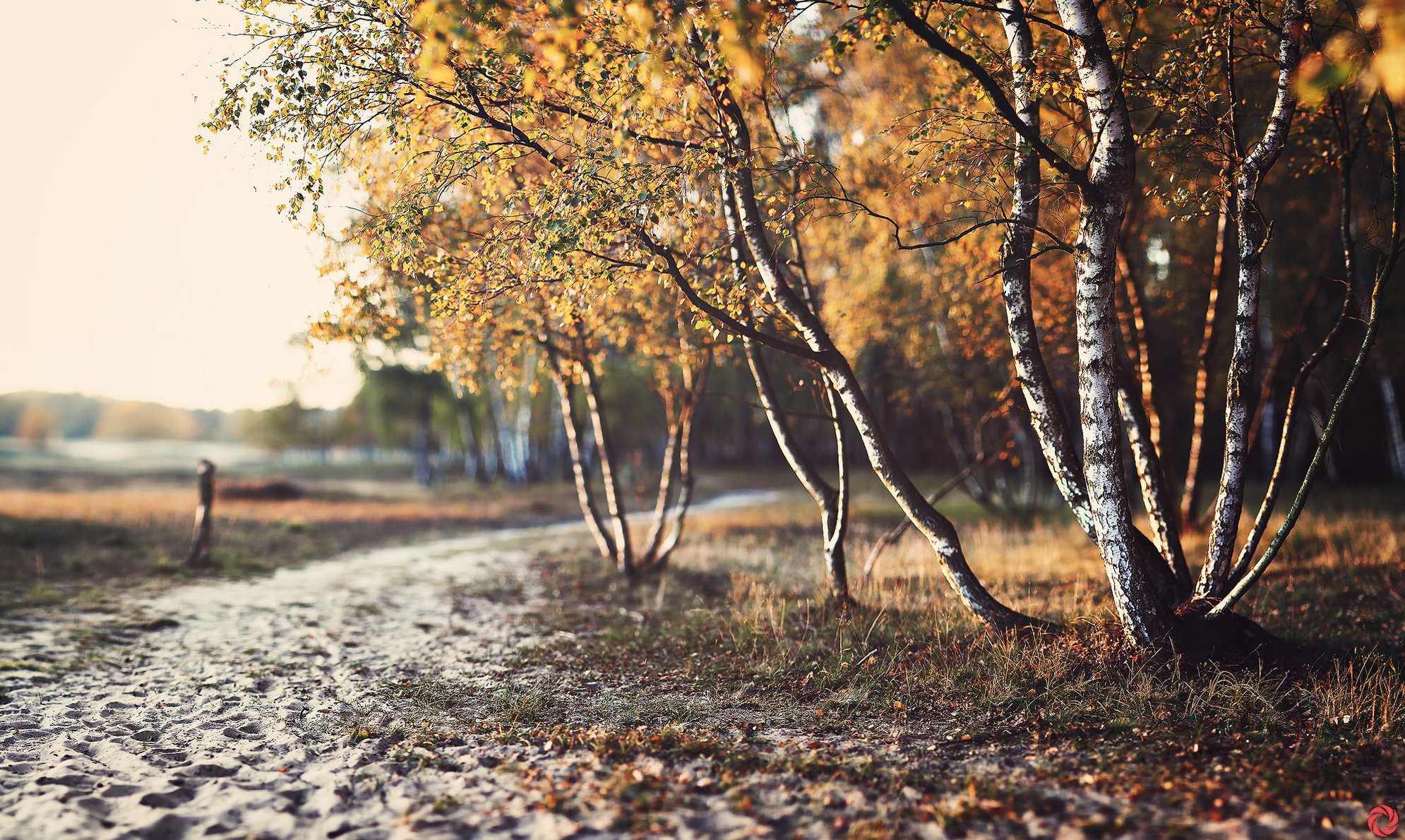 nature autumn tree foliage