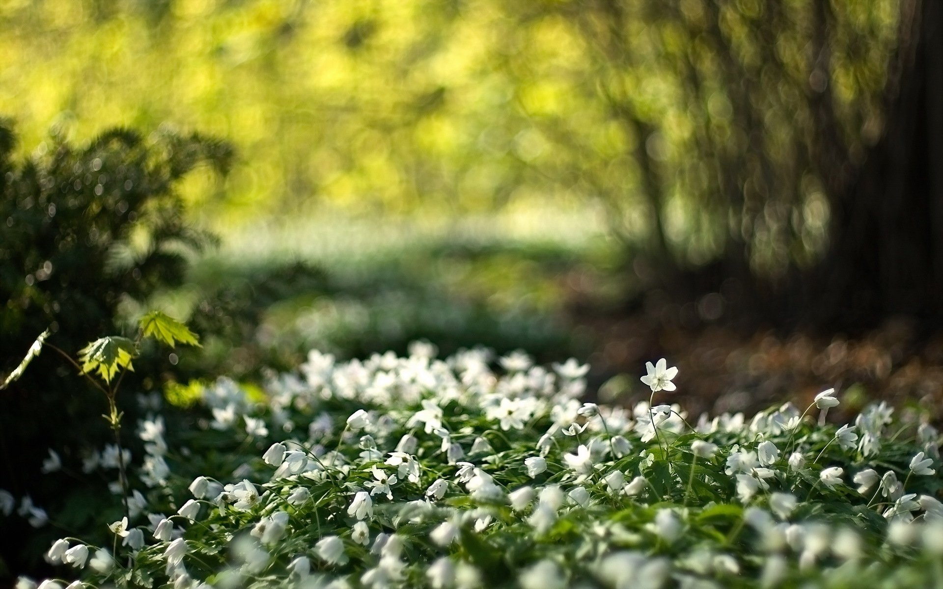 fleurs nature lumière