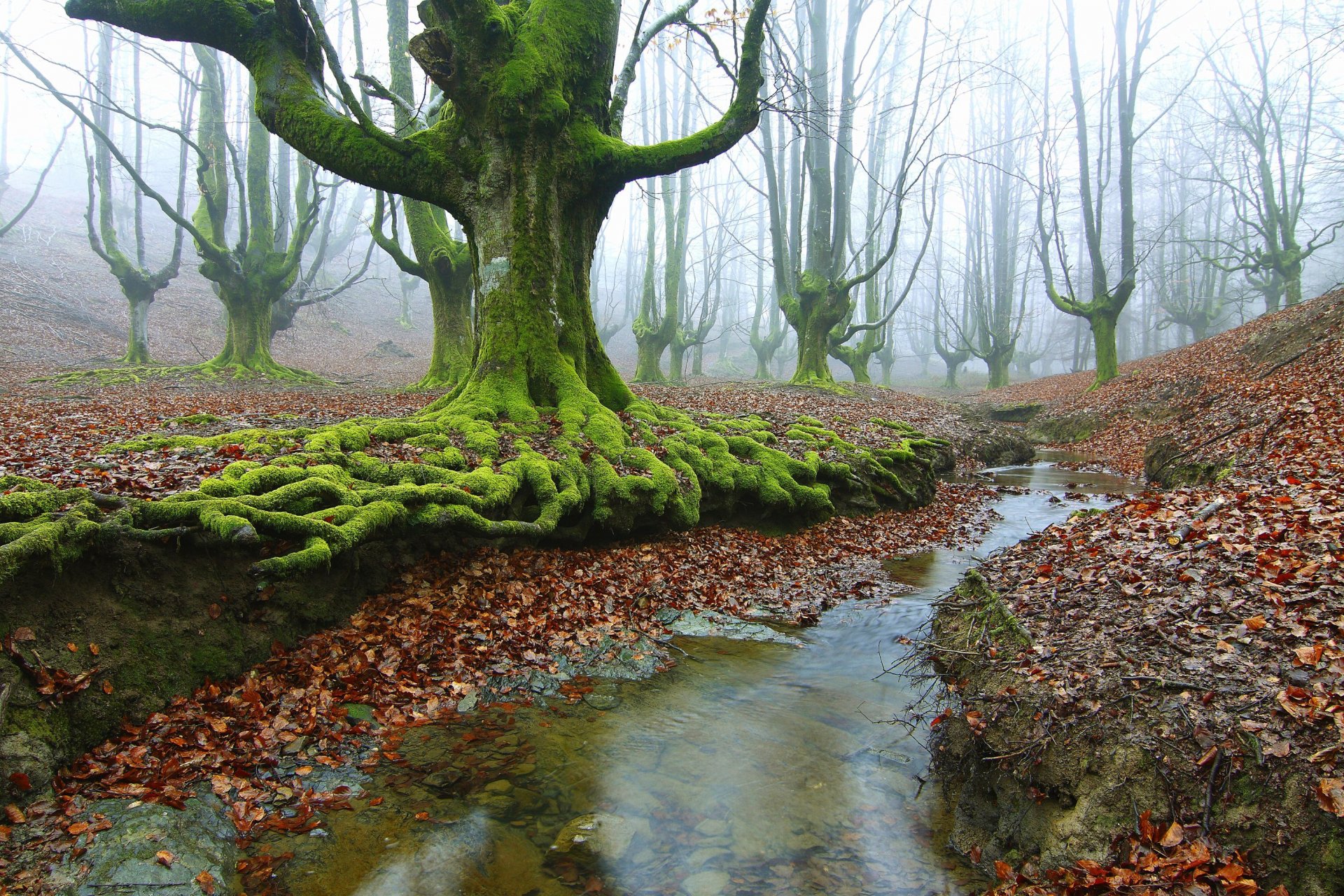 forêt arbres ruisseau racines mousse automne