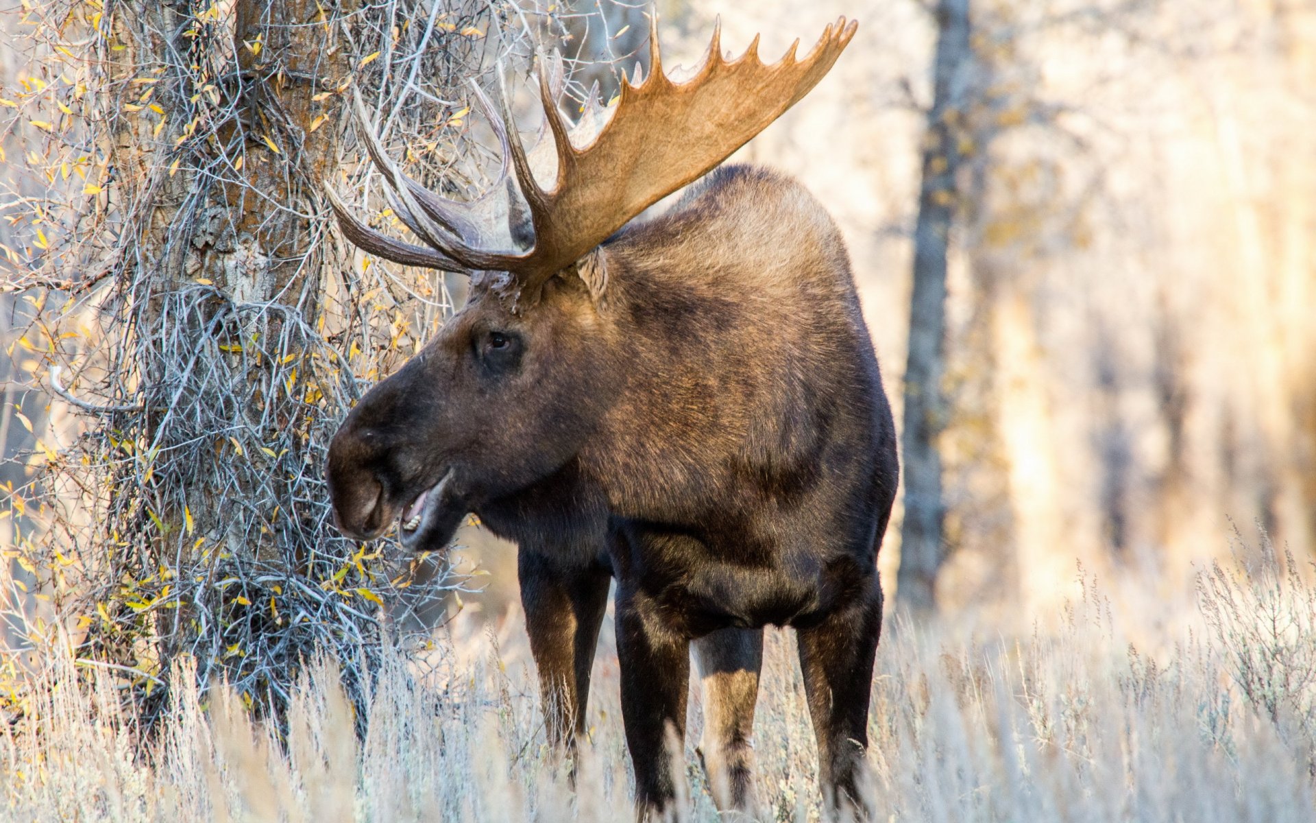 moose nature background