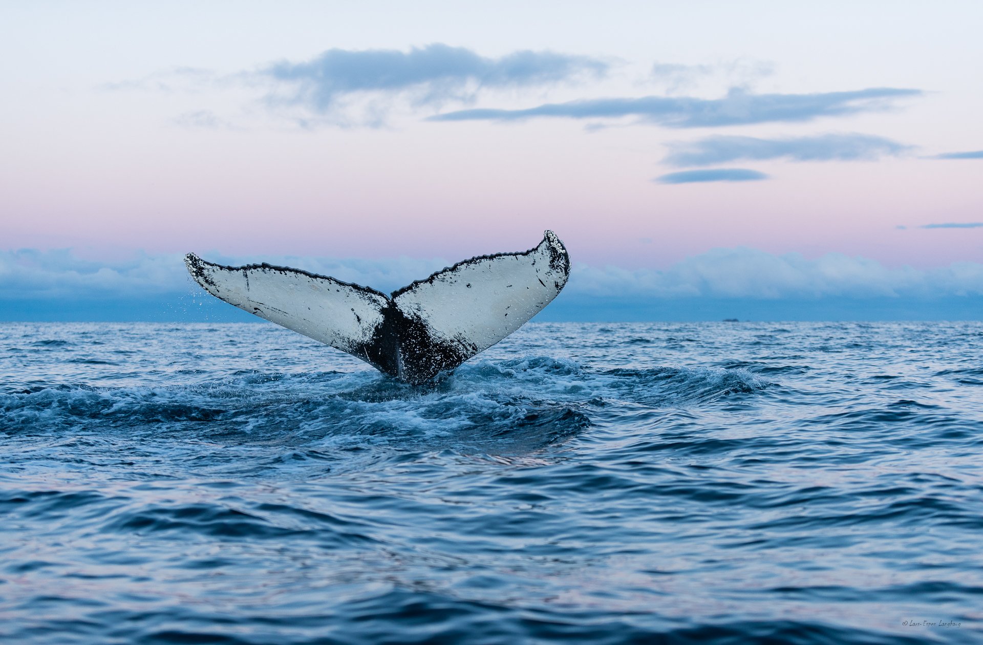 balena mare natura