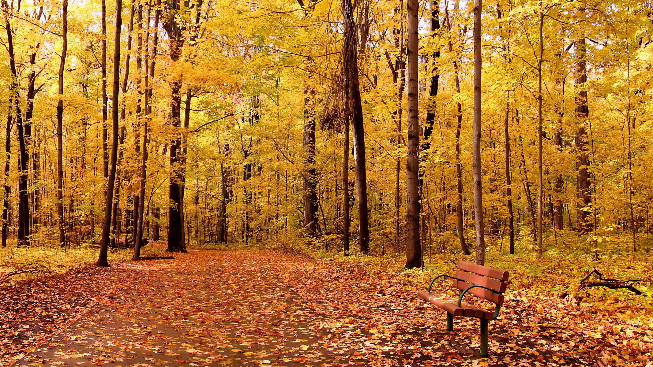 jesień park drzewo natura krajobraz liście drzewa