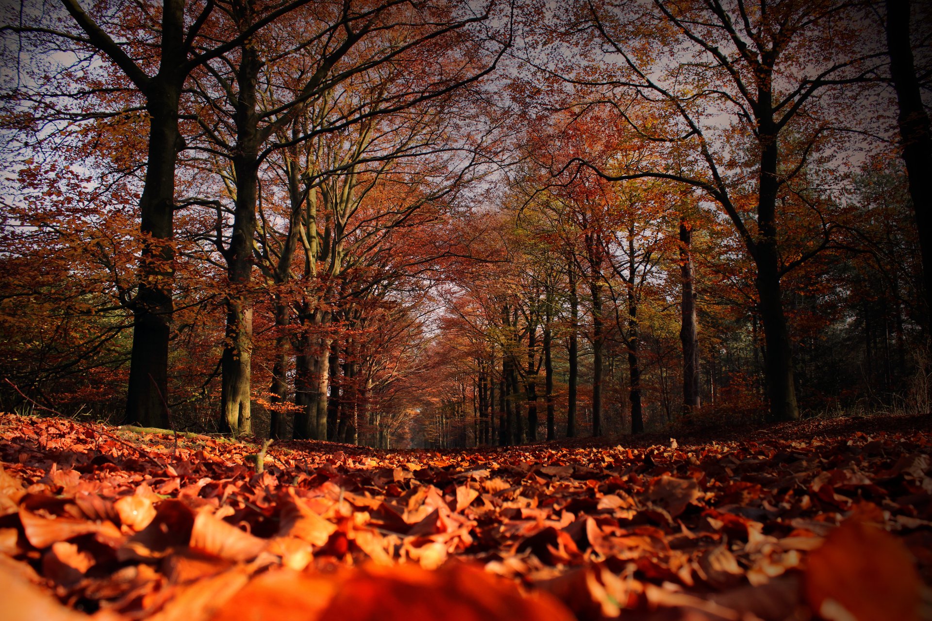 herbst bäume blätter laubfall