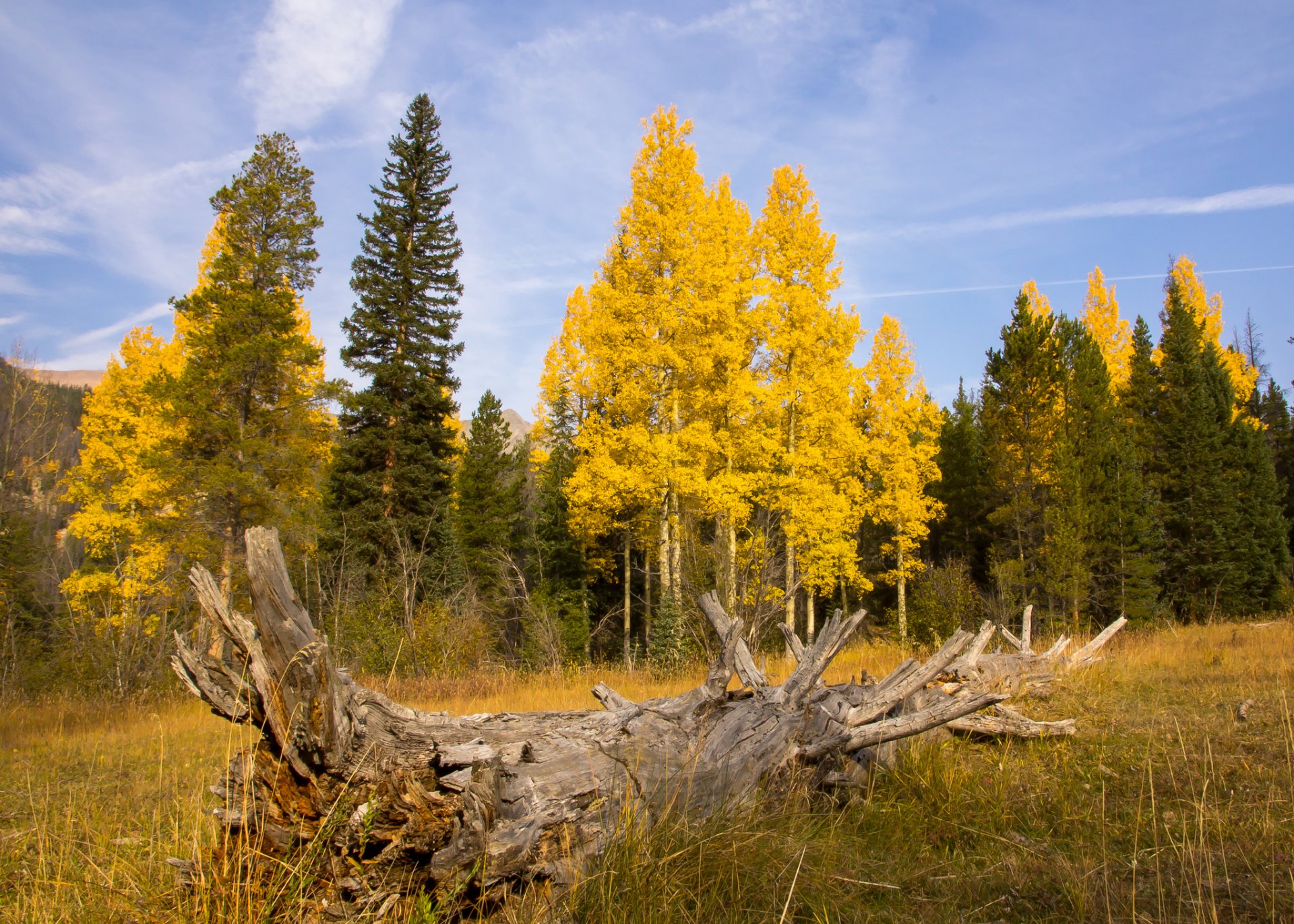 ciel champ forêt bois flotté automne