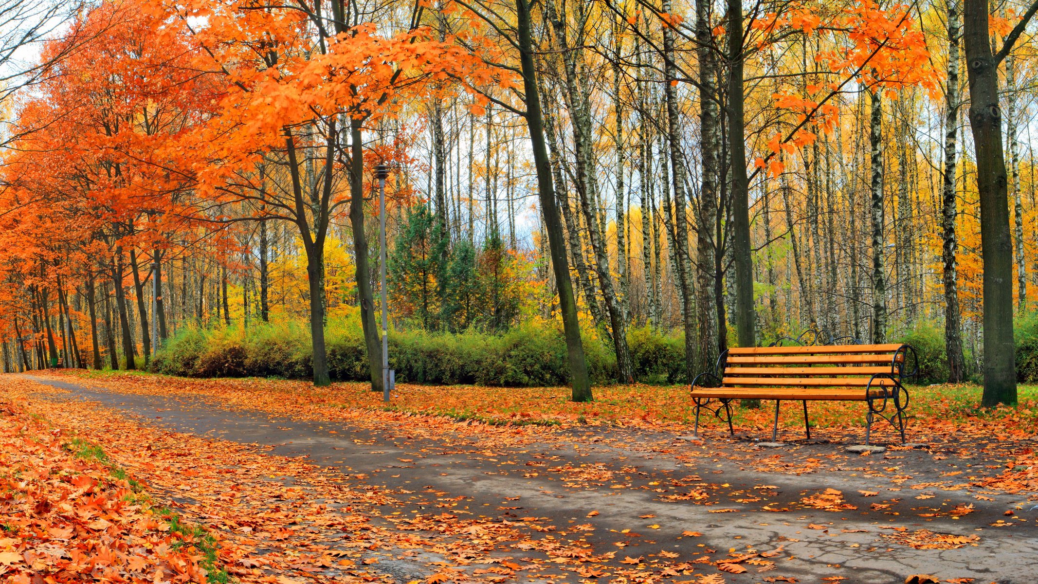 automne parc arbre nature paysage feuilles arbres