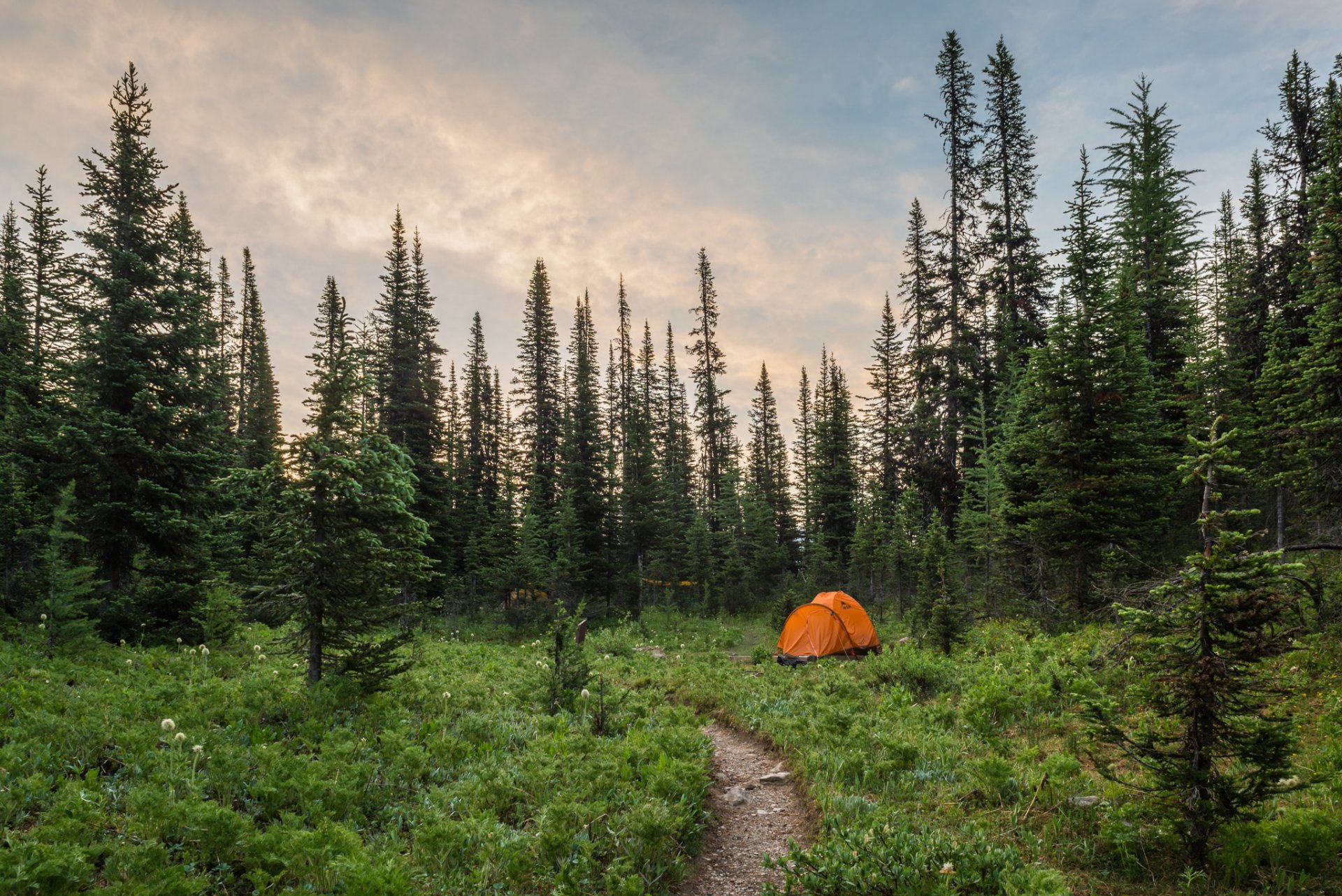 nature forest tent