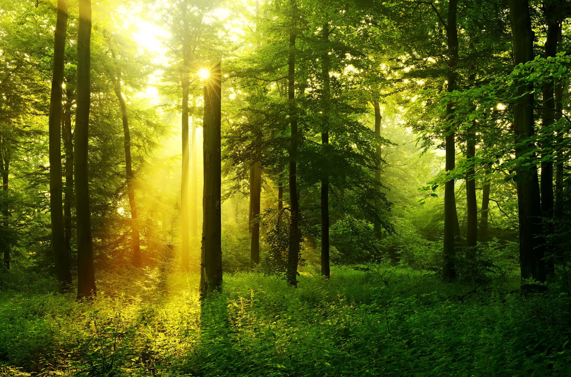 wald bäume gras grüns sonnenstrahlen