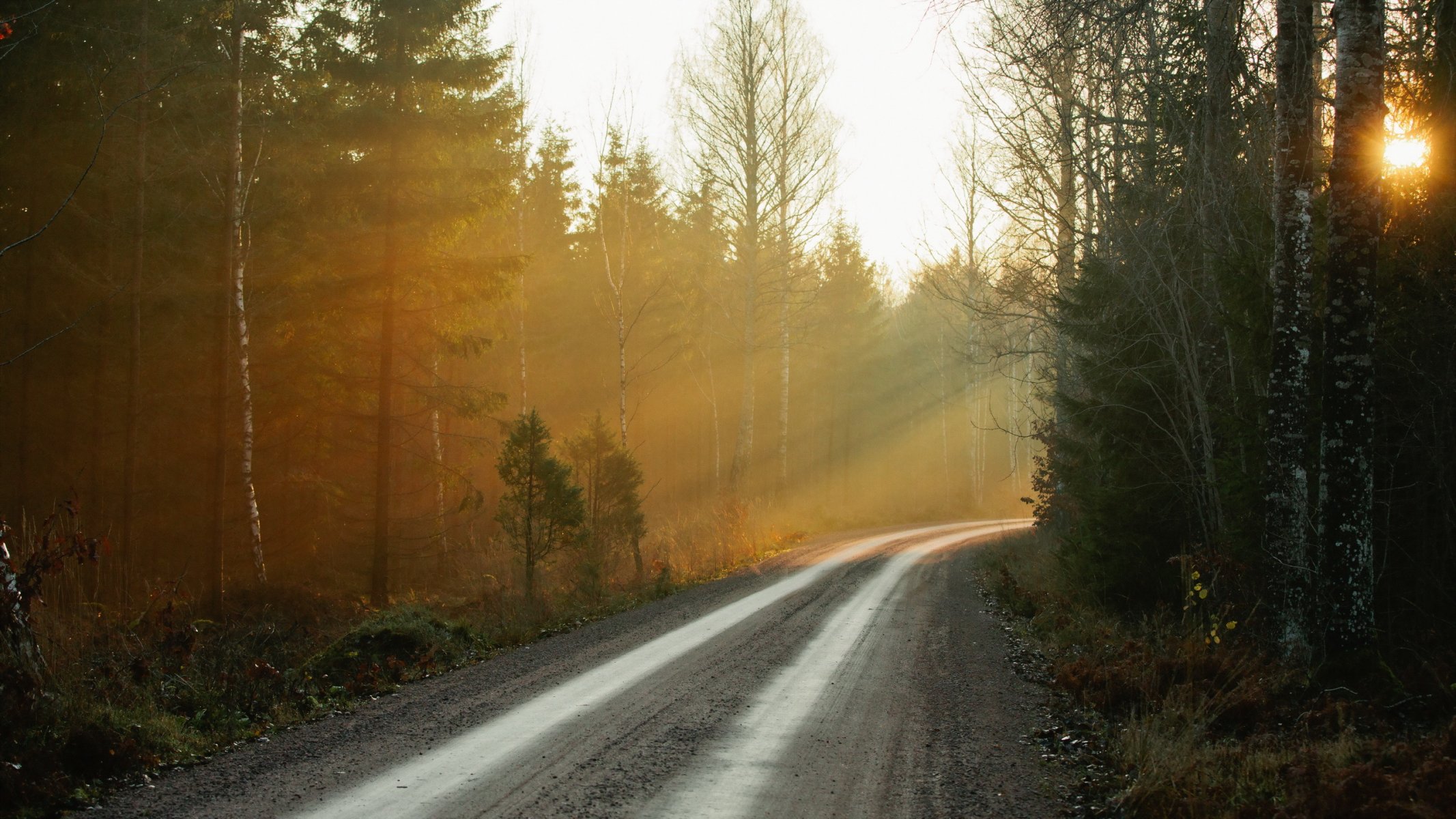 mattina foresta strada nebbia natura