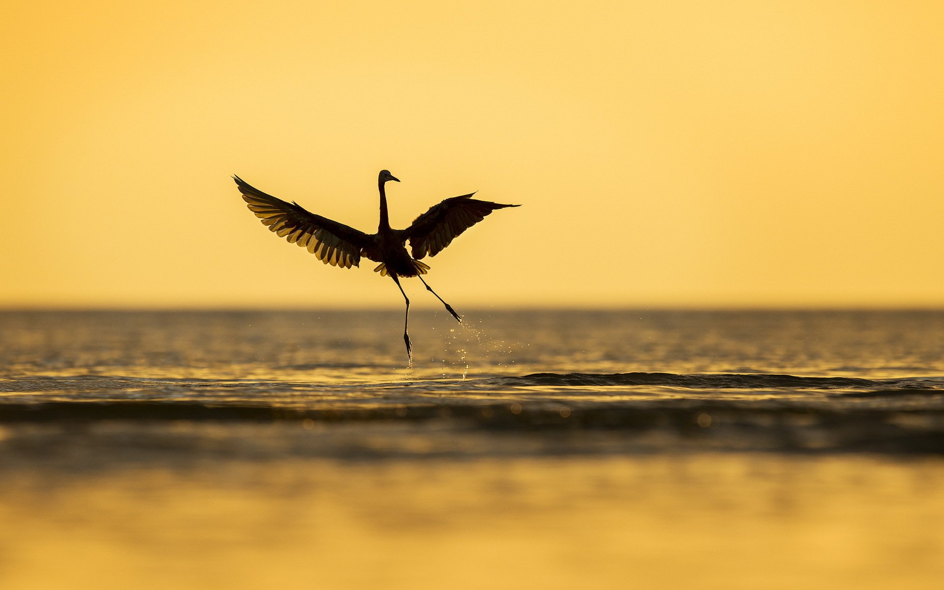 oiseau mer nature