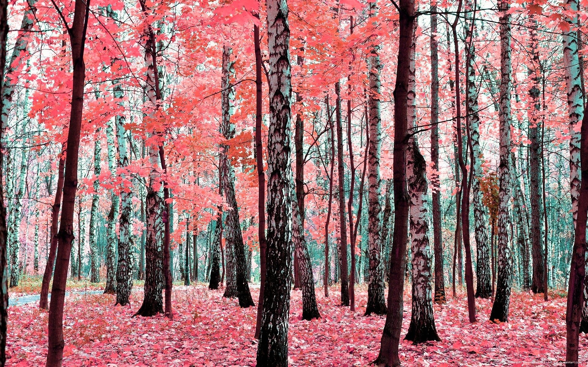 wald herbst bäume blätter laub