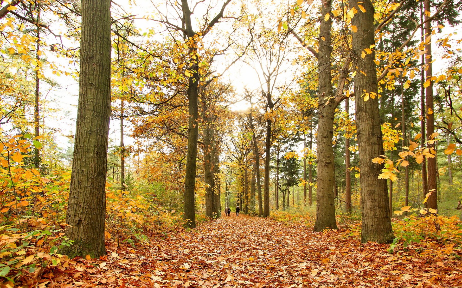 parque otoño naturaleza hojas