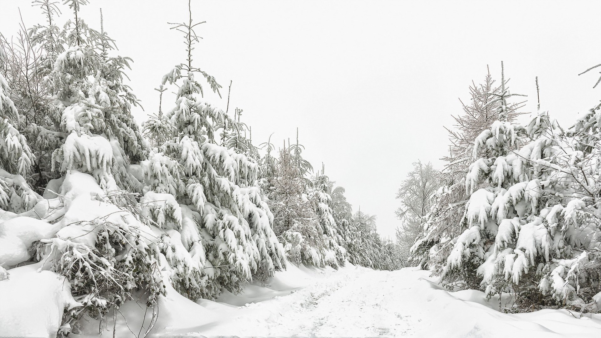 hiver neige forêt nature