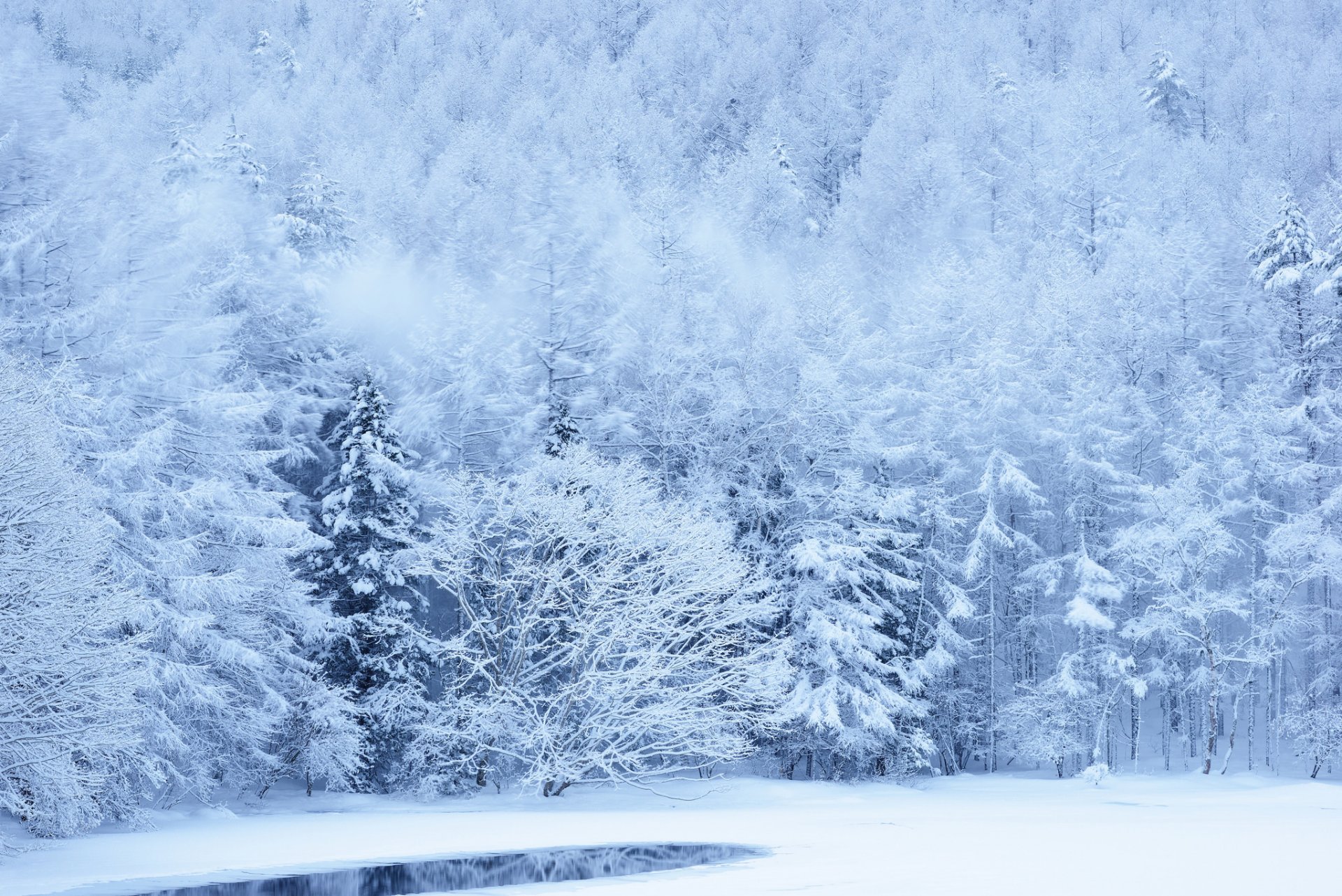 foresta pendenza inverno alberi neve