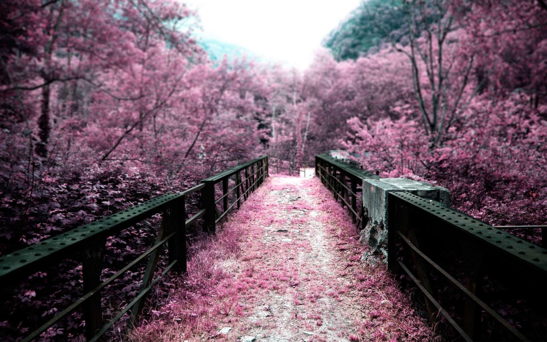 japón puente árboles color naturaleza rosa