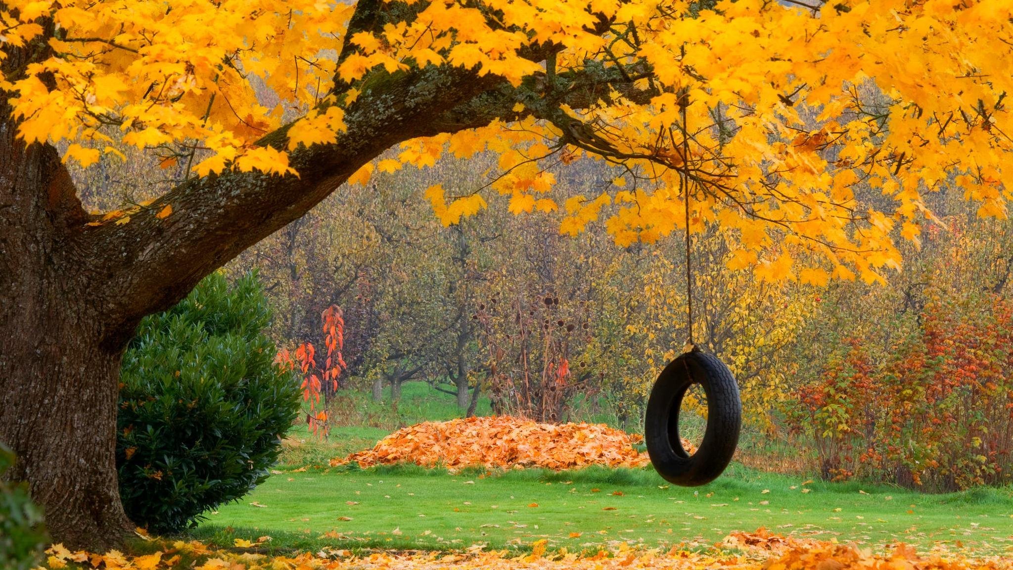 natura foresta altalena parco alberi foglie colorato autunno caduta colori passeggiata