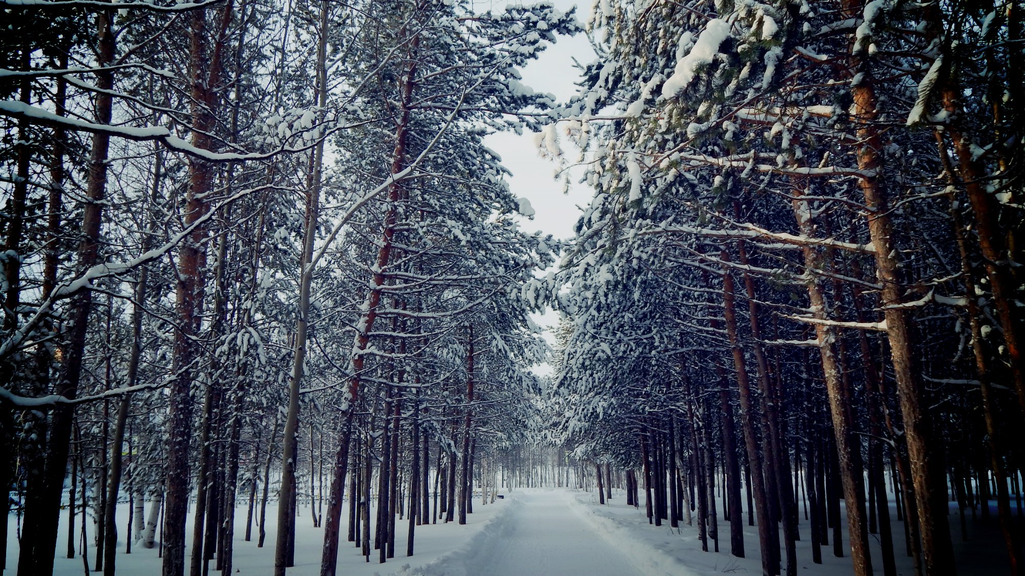 noviabrsk yanao yamal otoño octubre invierno 2014 nieve árboles abedules copos de nieve estado de ánimo amor naturaleza paisaje