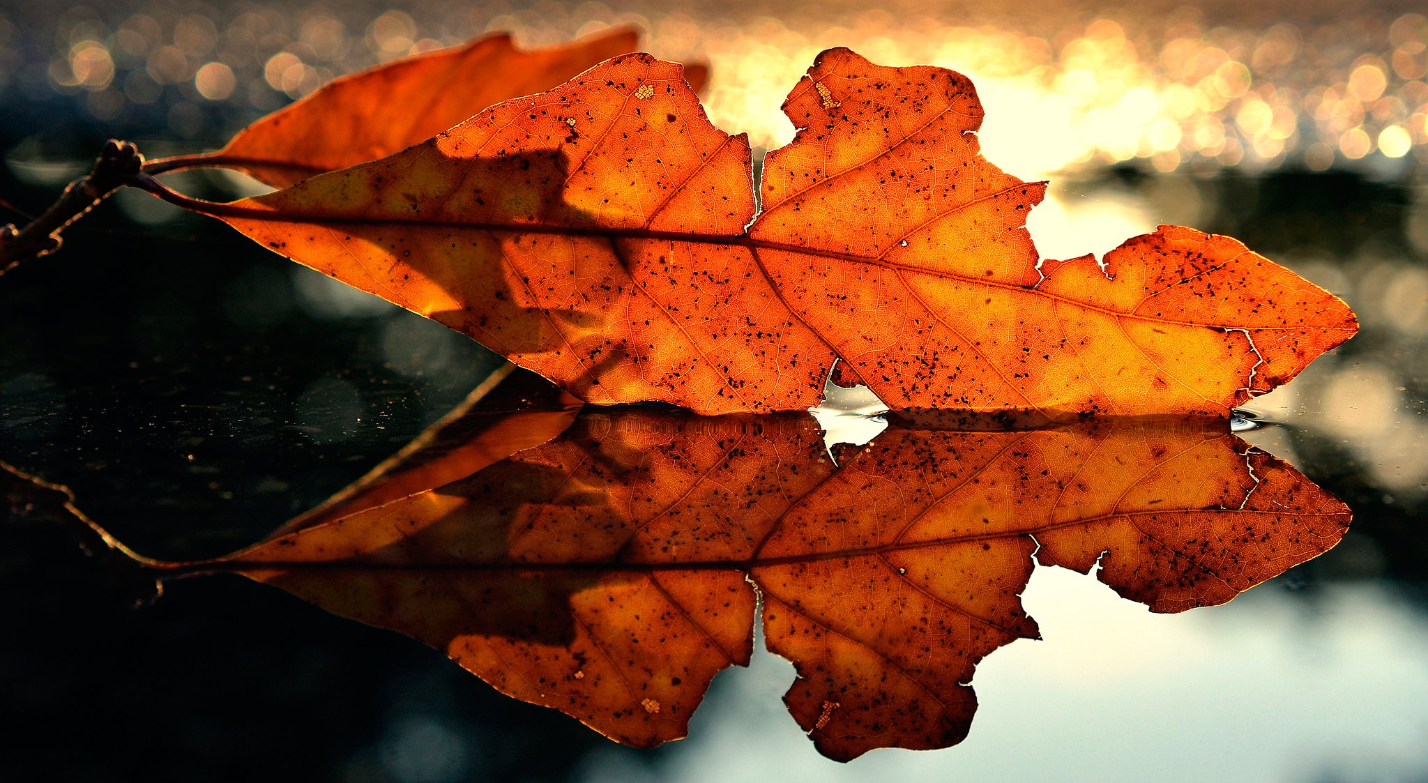 blatt herbst reflexion makro