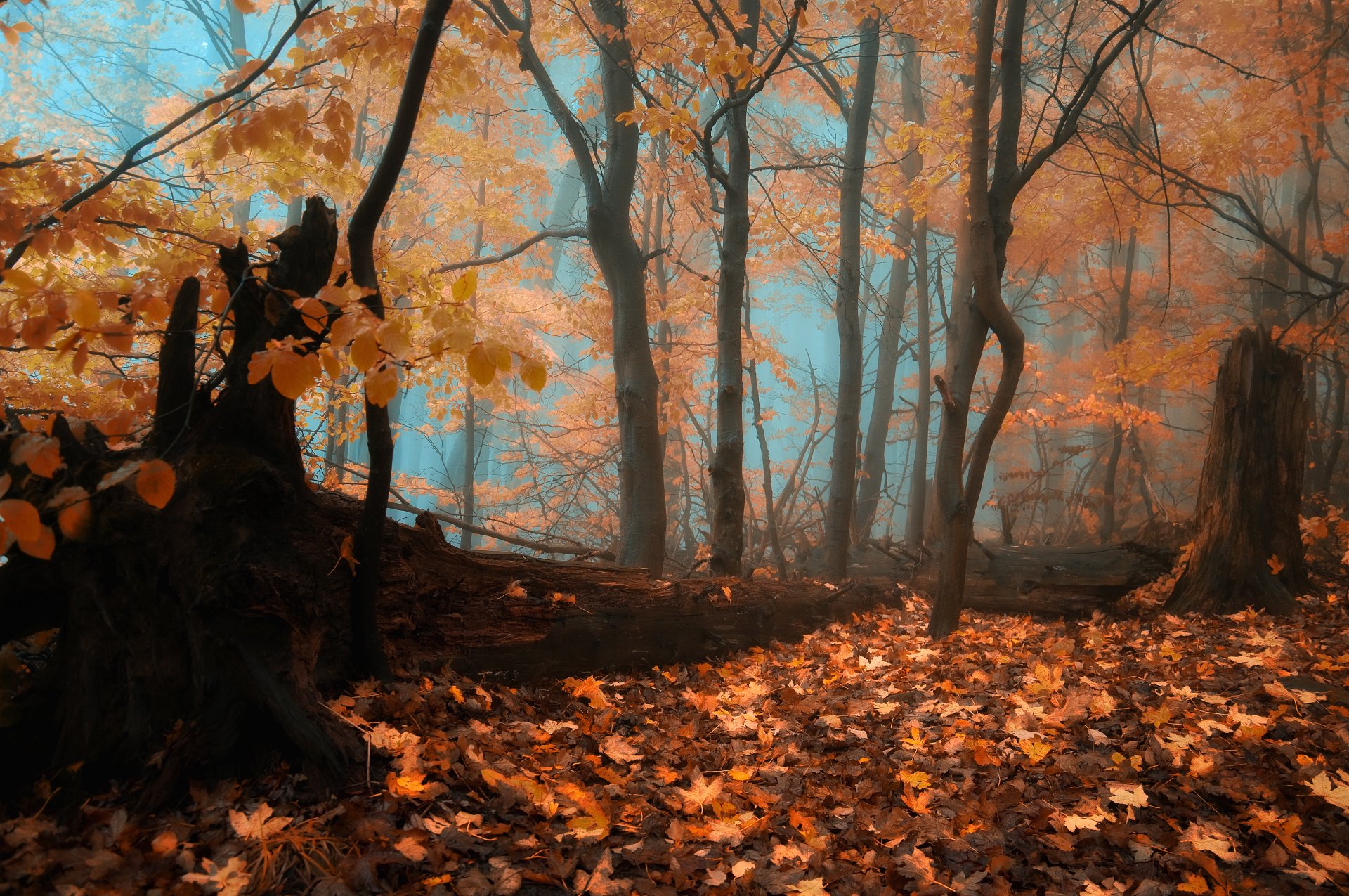 automne forêt chute des feuilles brouillard