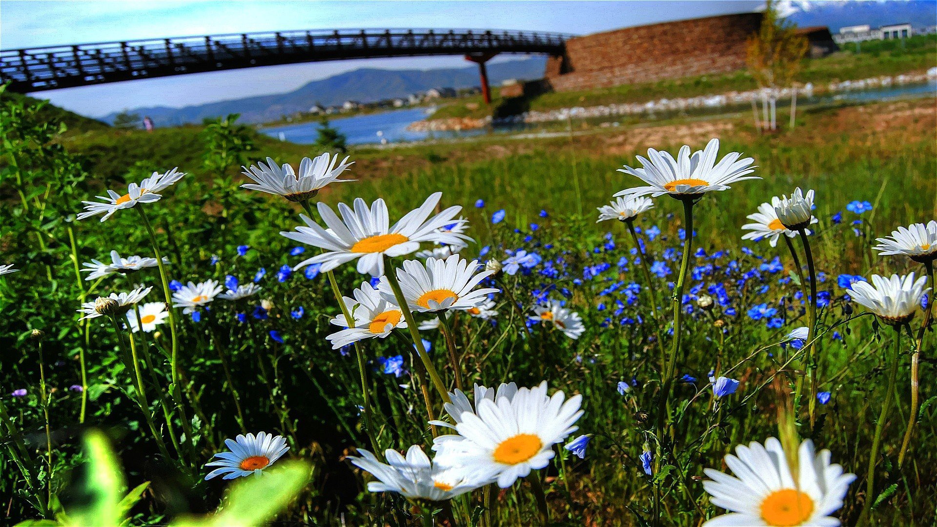 cielo fiume ponte erba fiori margherite petali natura