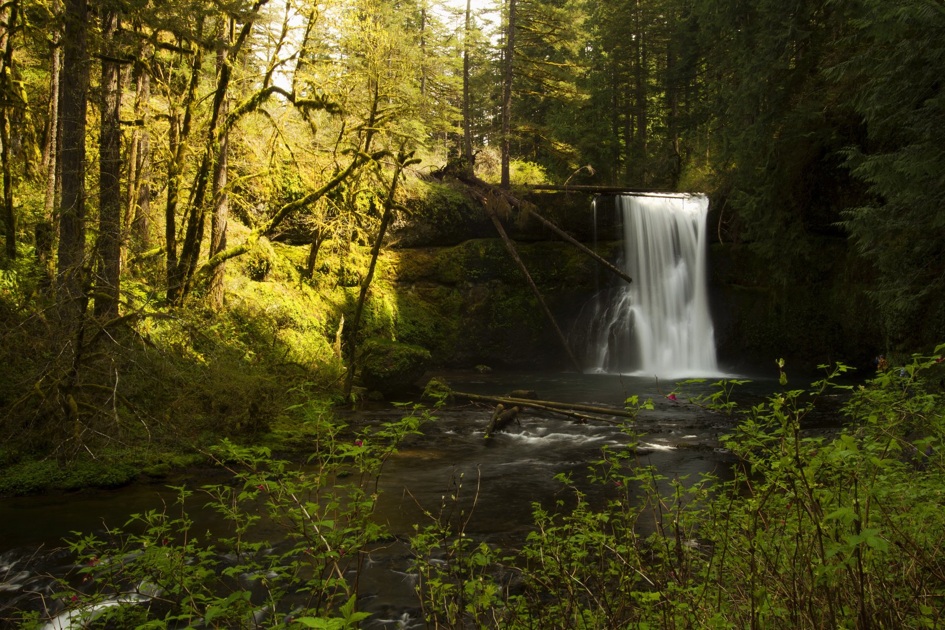 stati uniti d america silverfalls state park oregon foresta ruscello cascata muschio rocce alberi sole cespugli rami