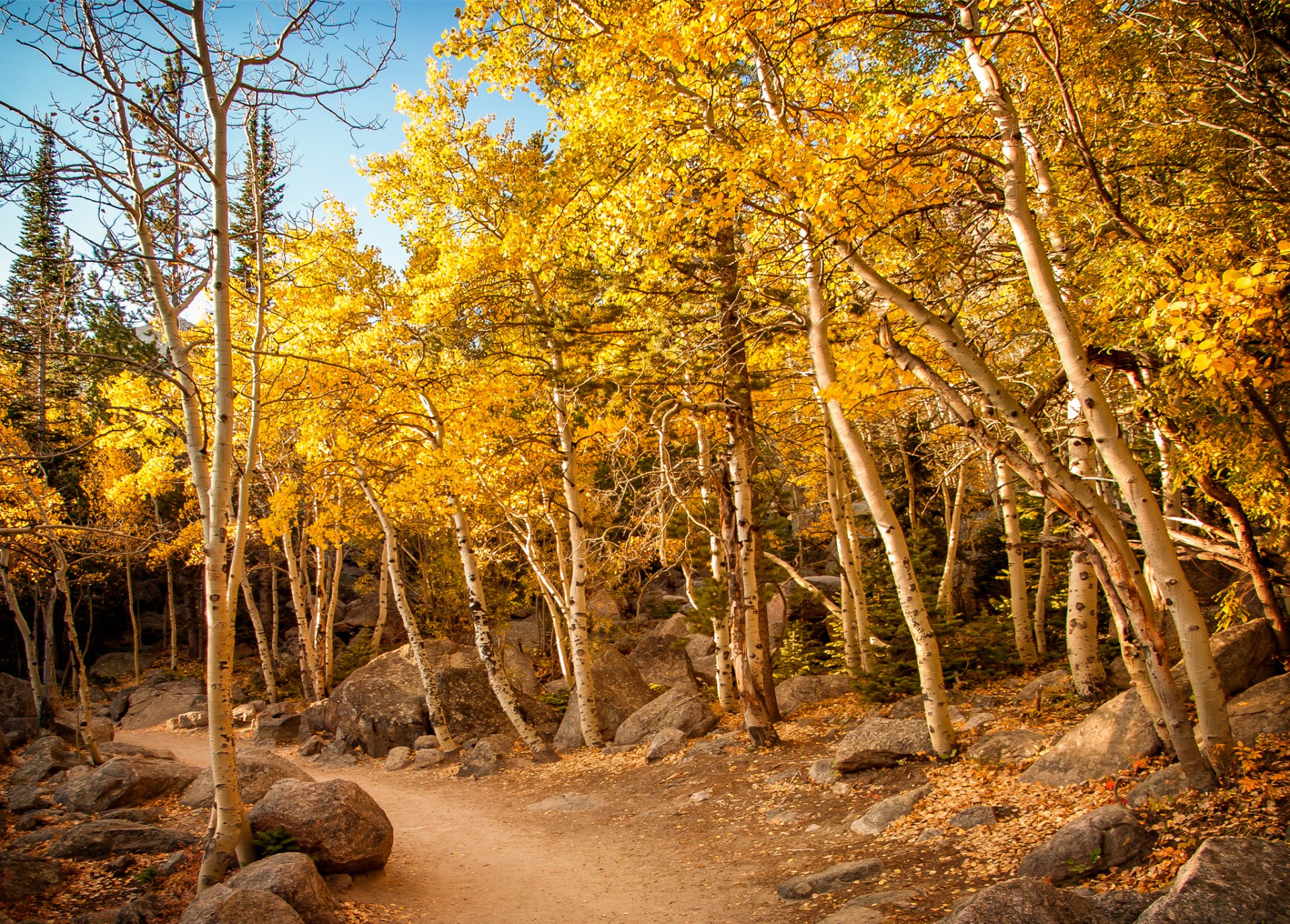 foresta sentiero pendio alberi autunno pietre cielo