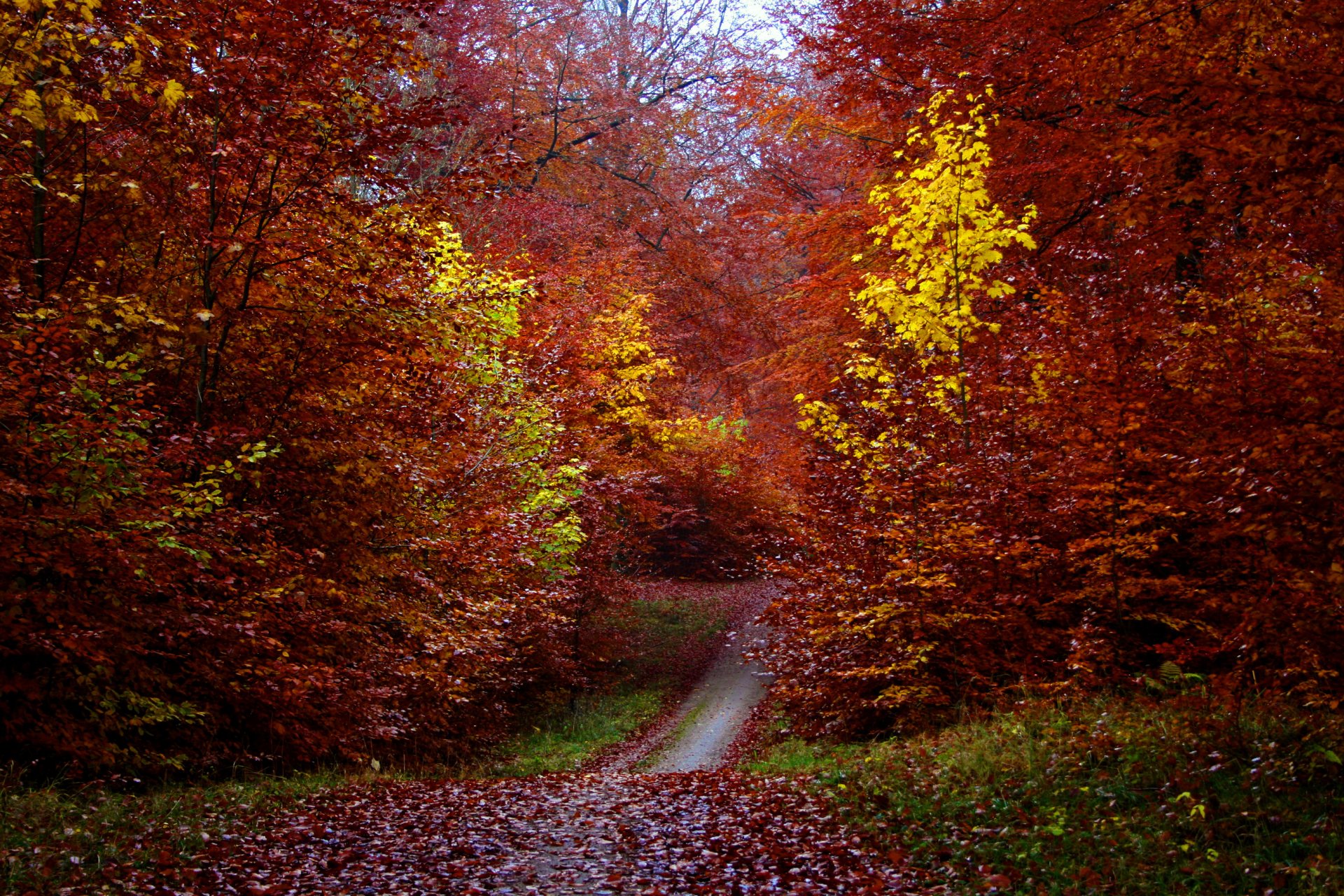 herbst wald bäume laub fußweg blätter