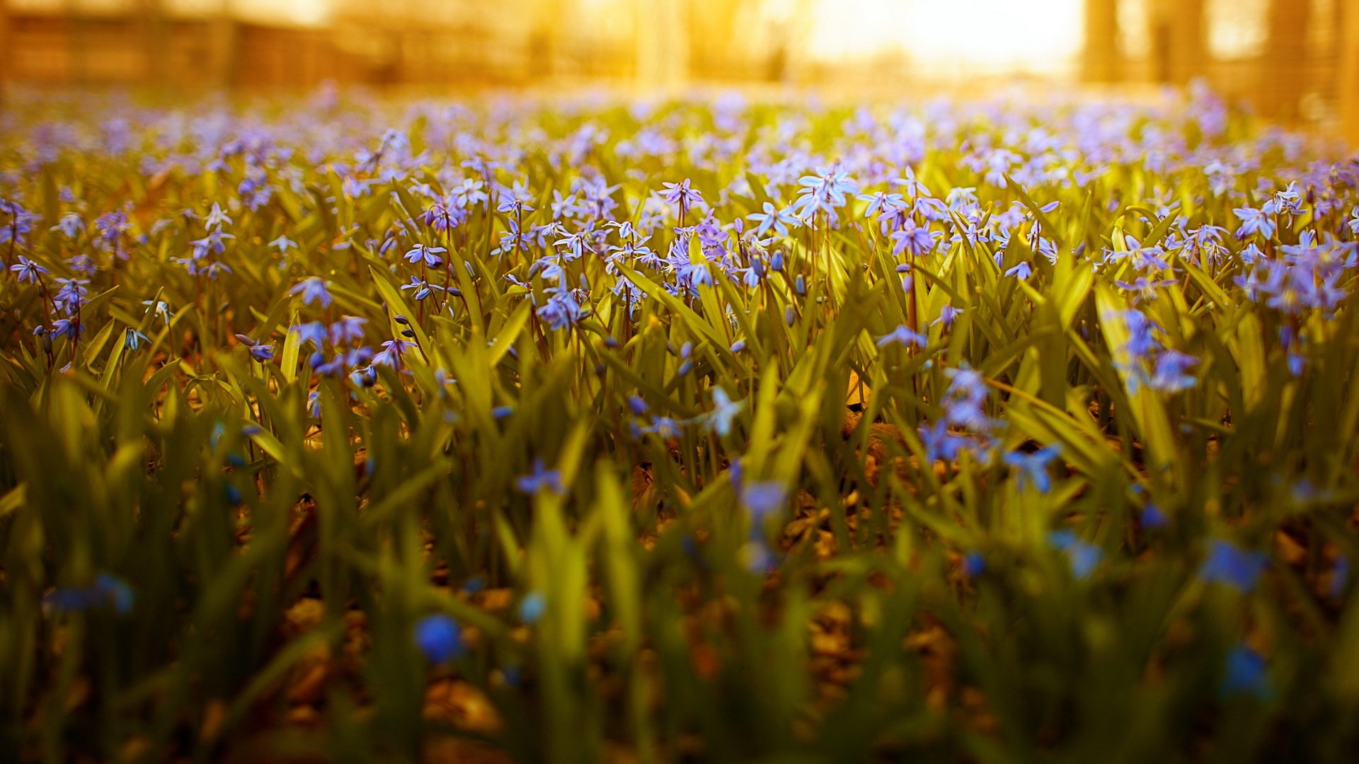 blumen freiheitsgrade weitwinkel natur