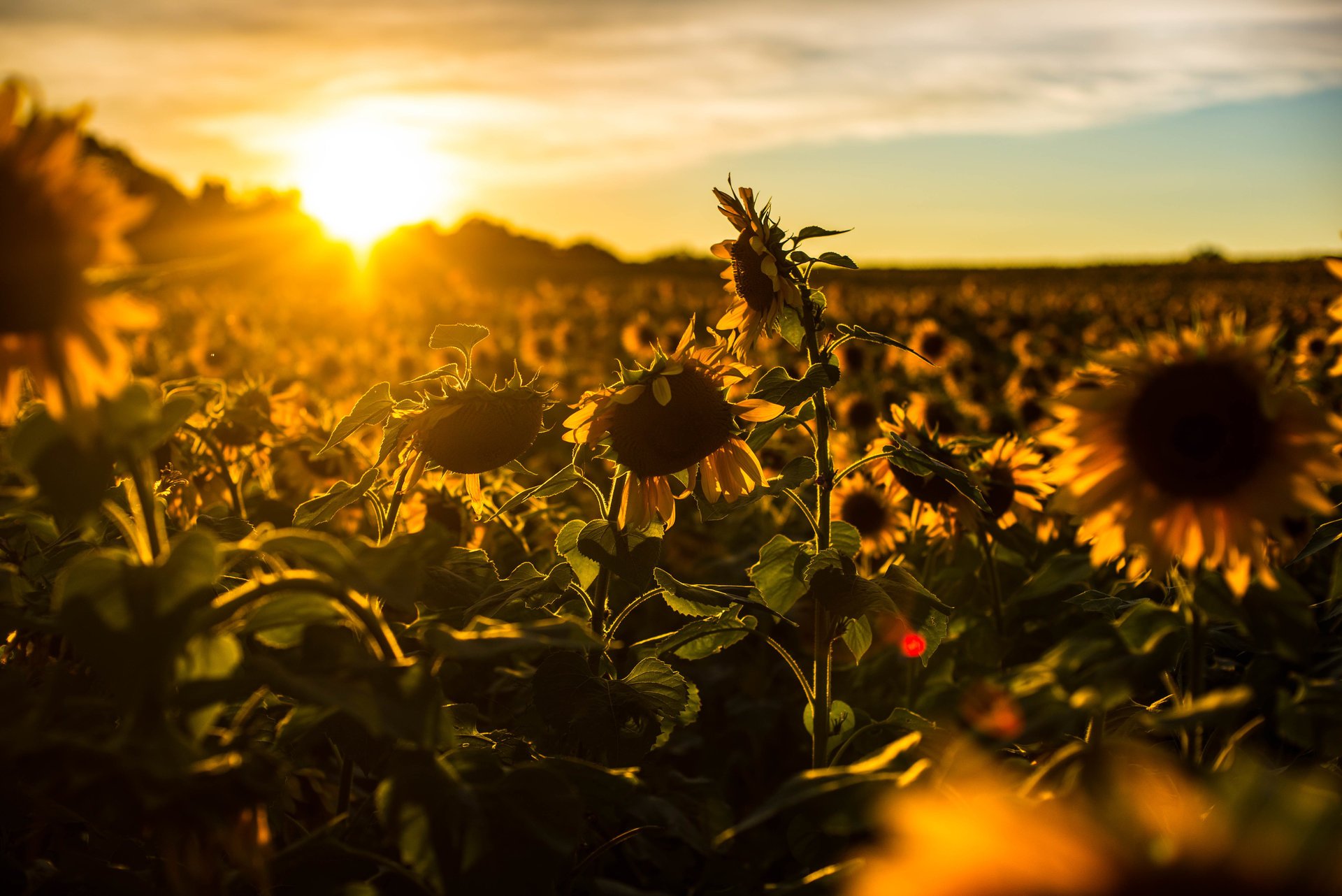 sonnenblumen sommer natur