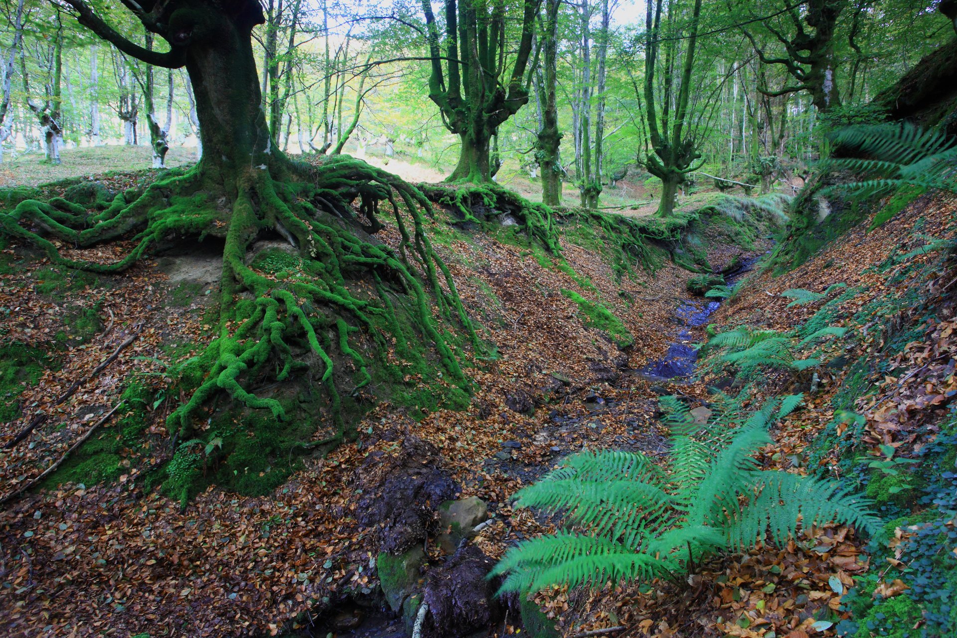 forest tree the roots moss autumn