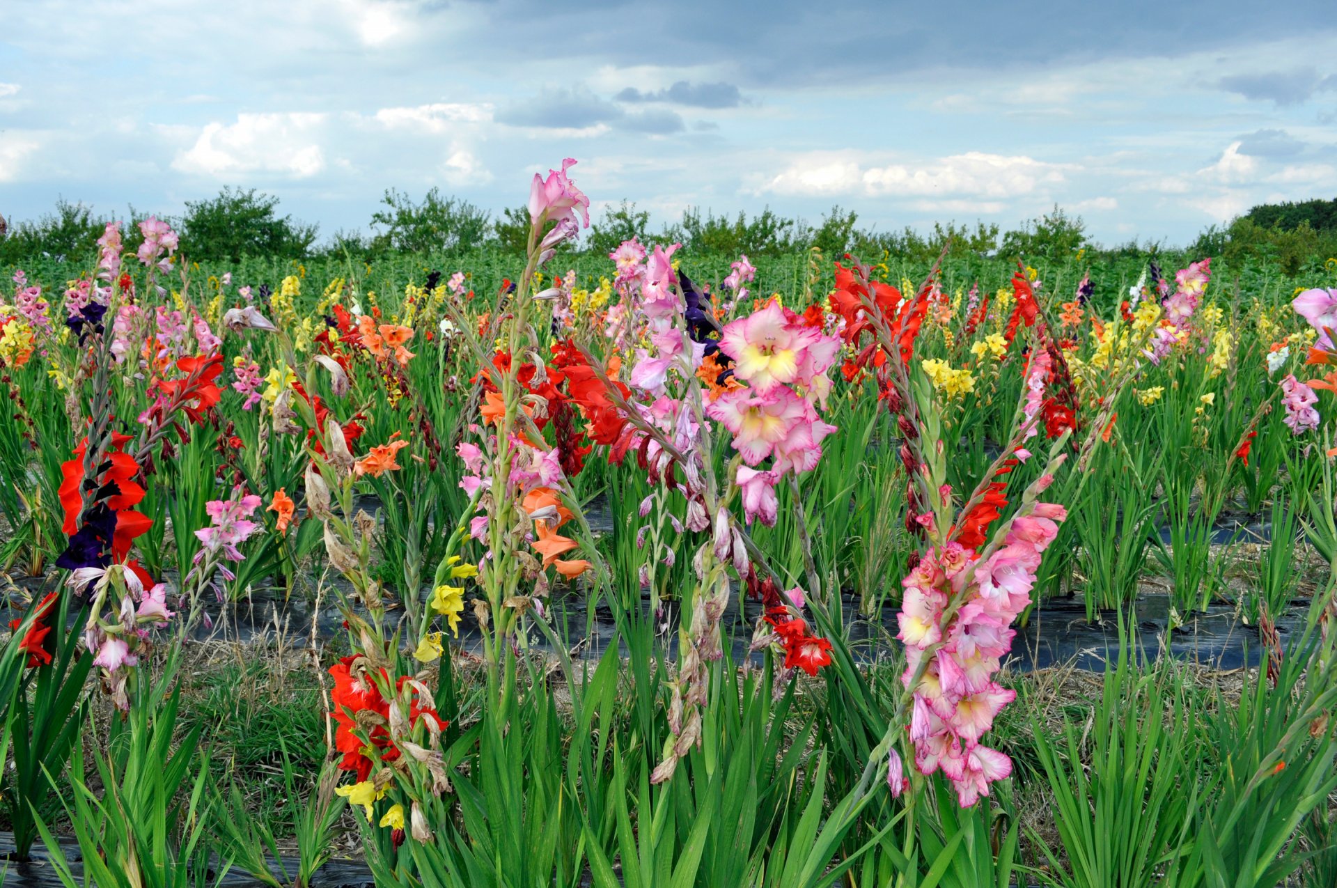 ciel nuages fleurs plantation glaïeul