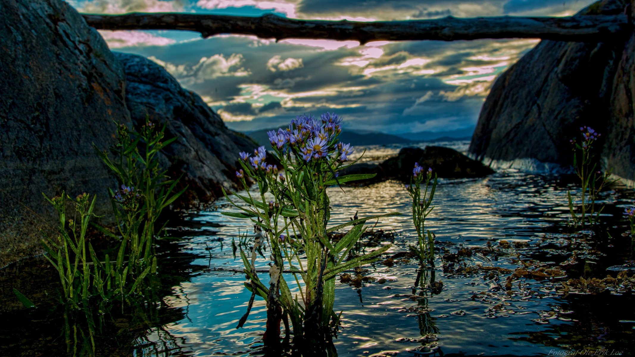 norvegia fiordo fiori acqua tronco