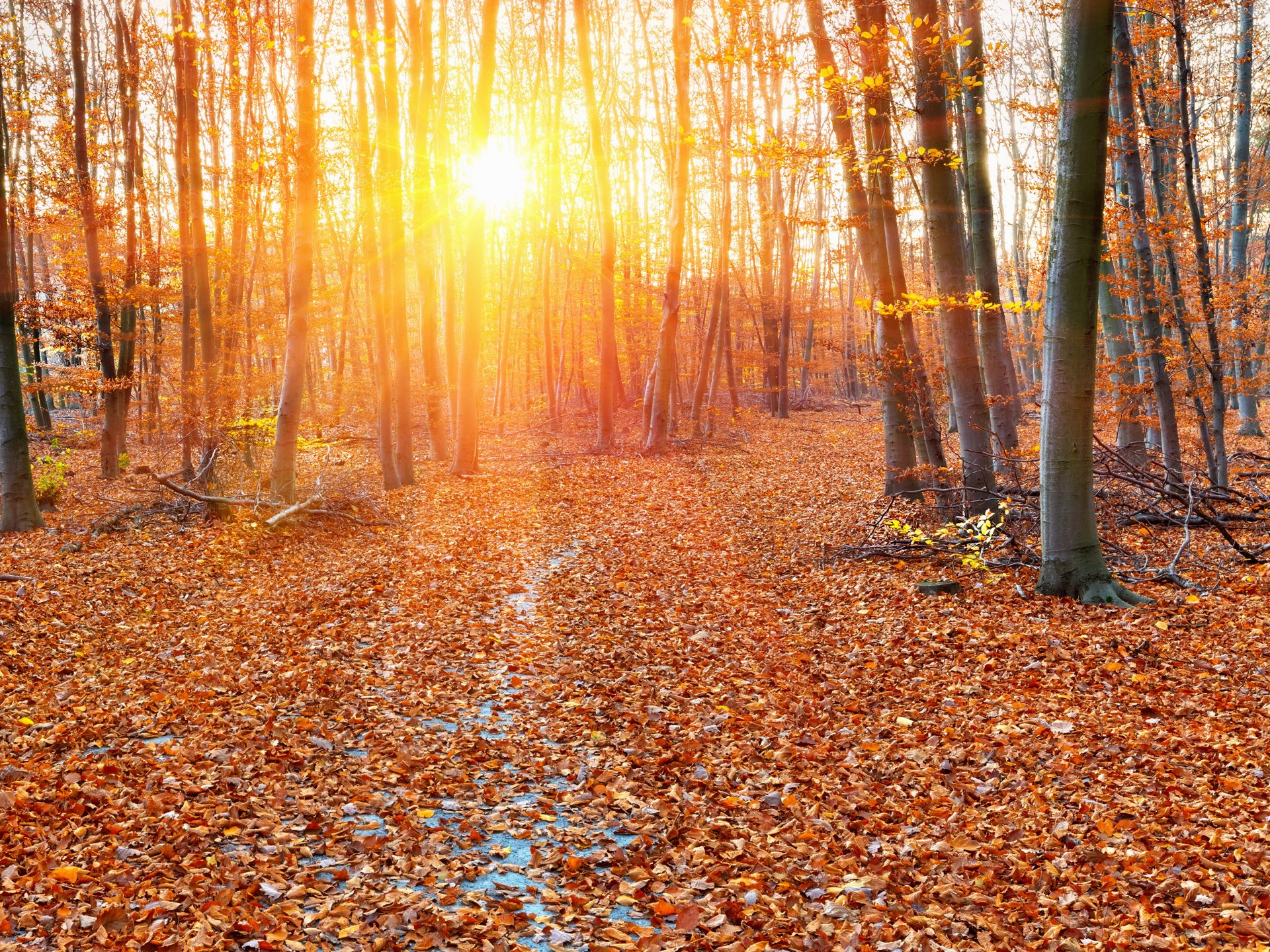 forest autumn foliage sun tree leaves yellow