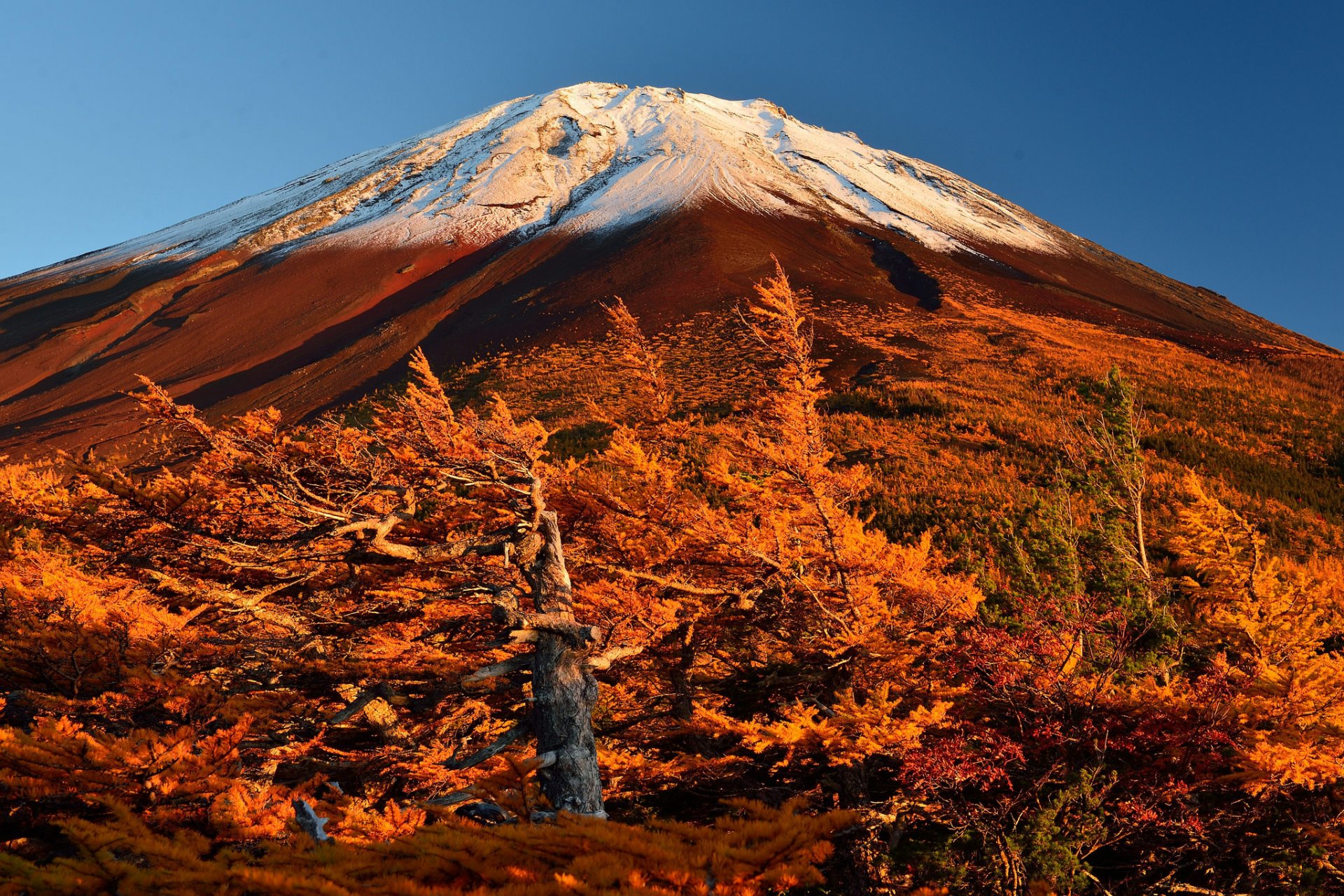 japonia góra fujiyama niebo drzewa stok jesień