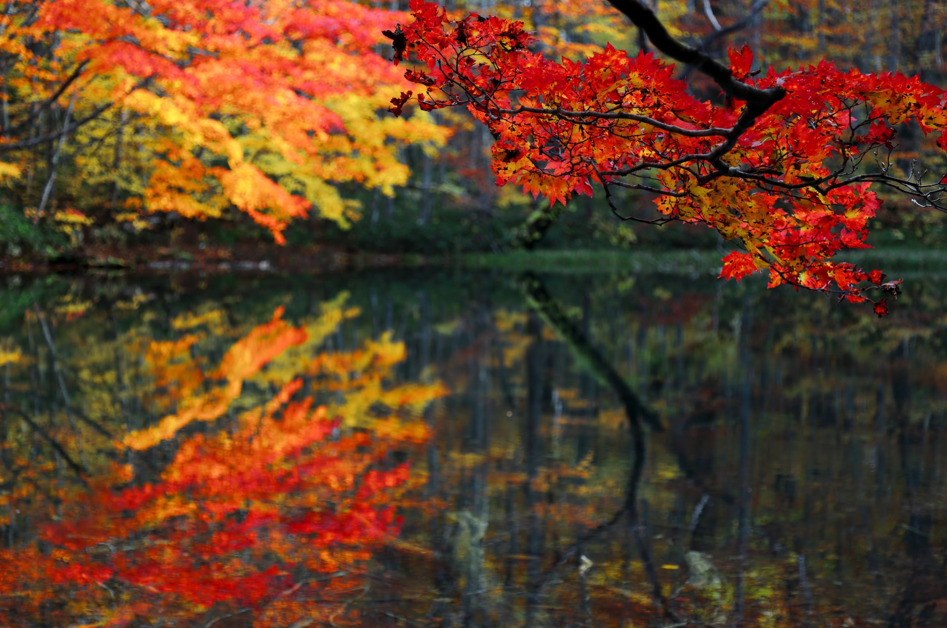 forêt étang lac branche feuilles automne