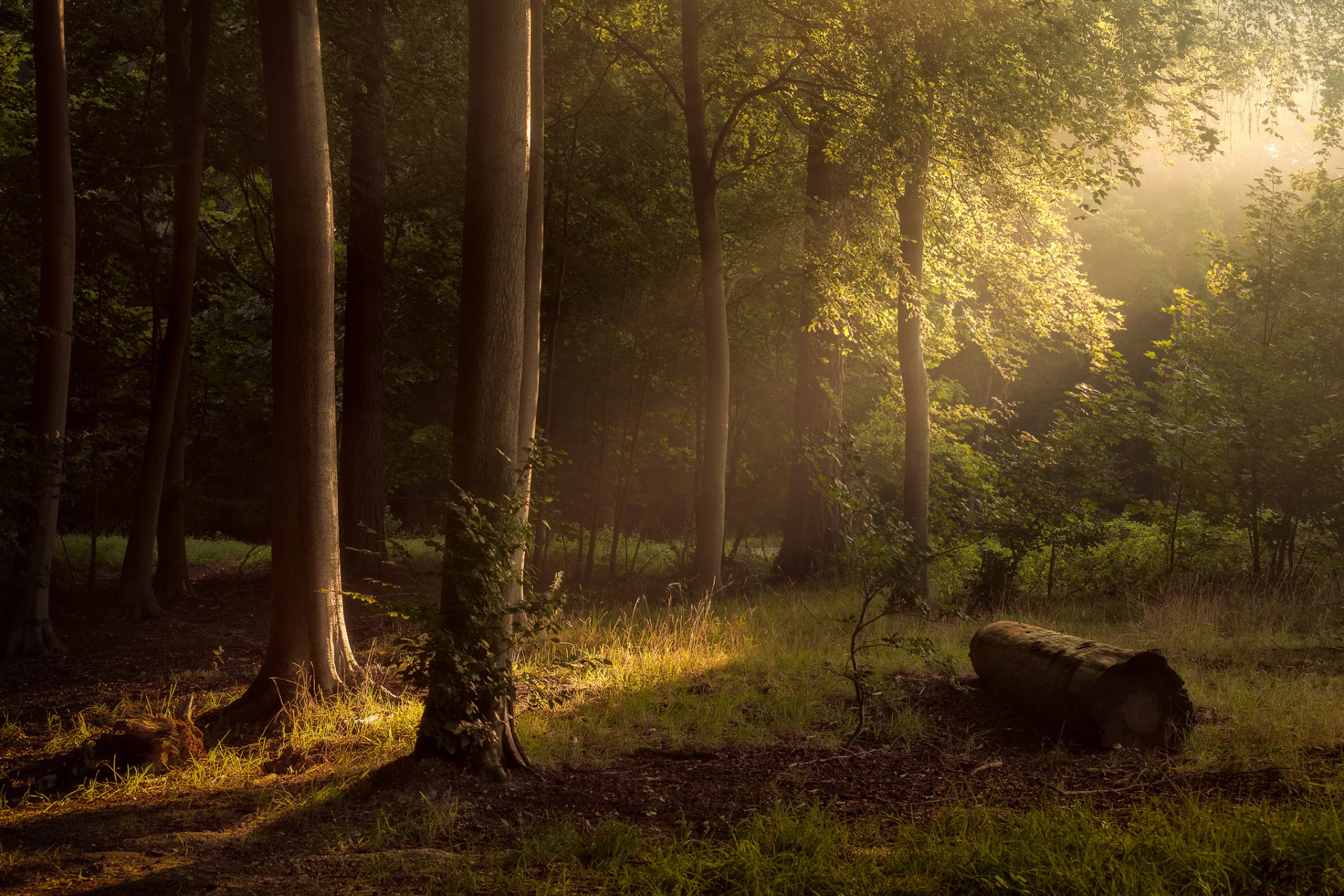 zurück wald bäume sonne