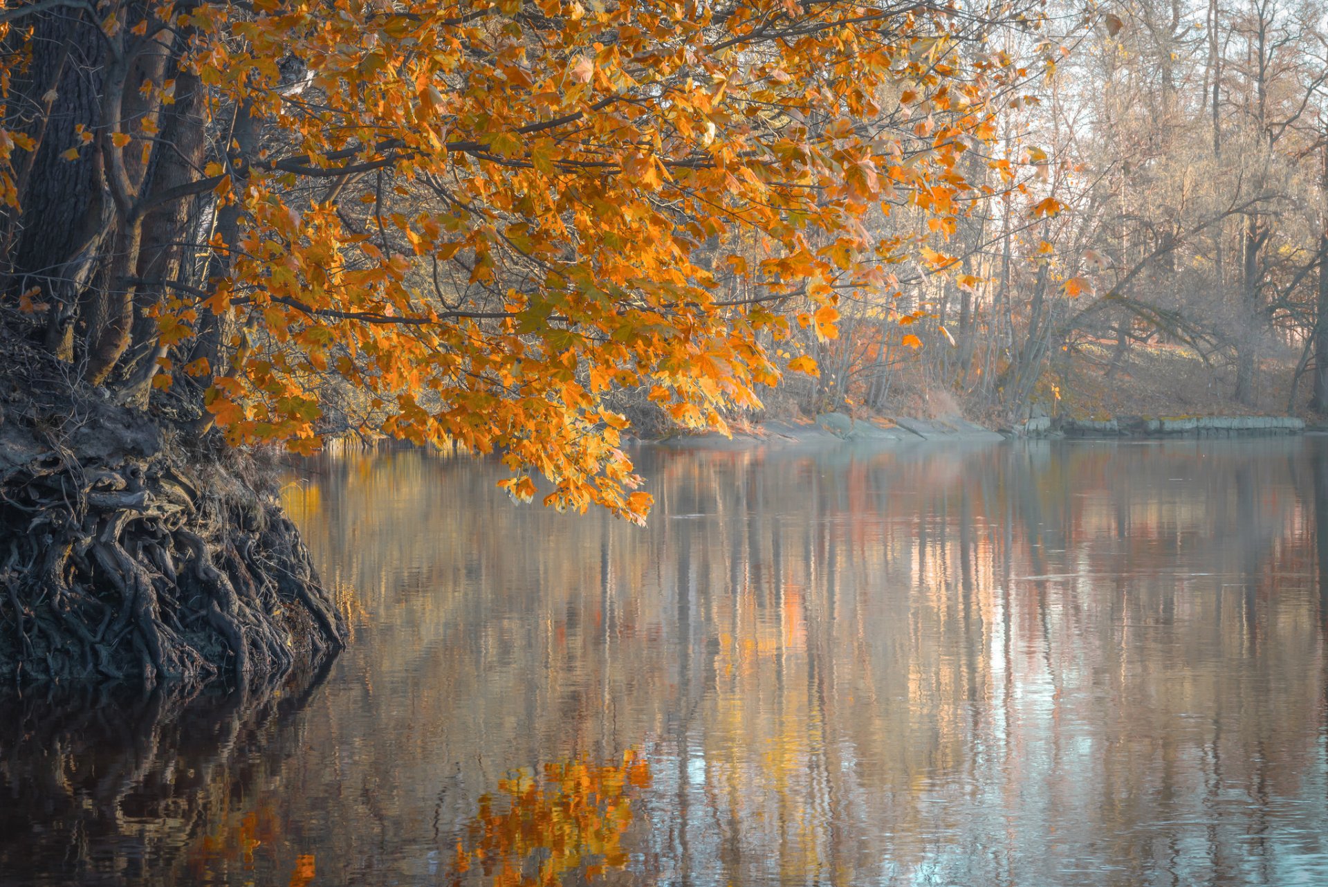 fiume alberi foglie autunno mattina nebbia