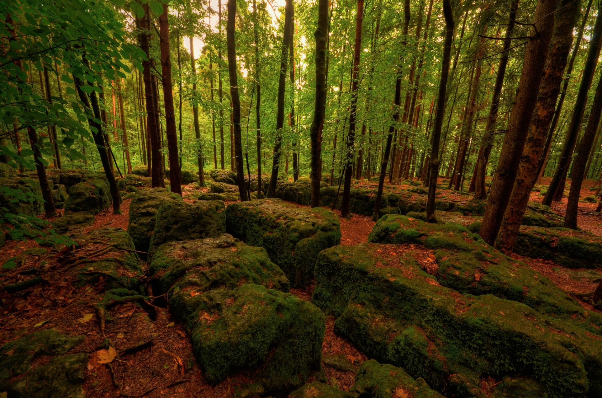 foresta rocce muschio alberi foglie autunno