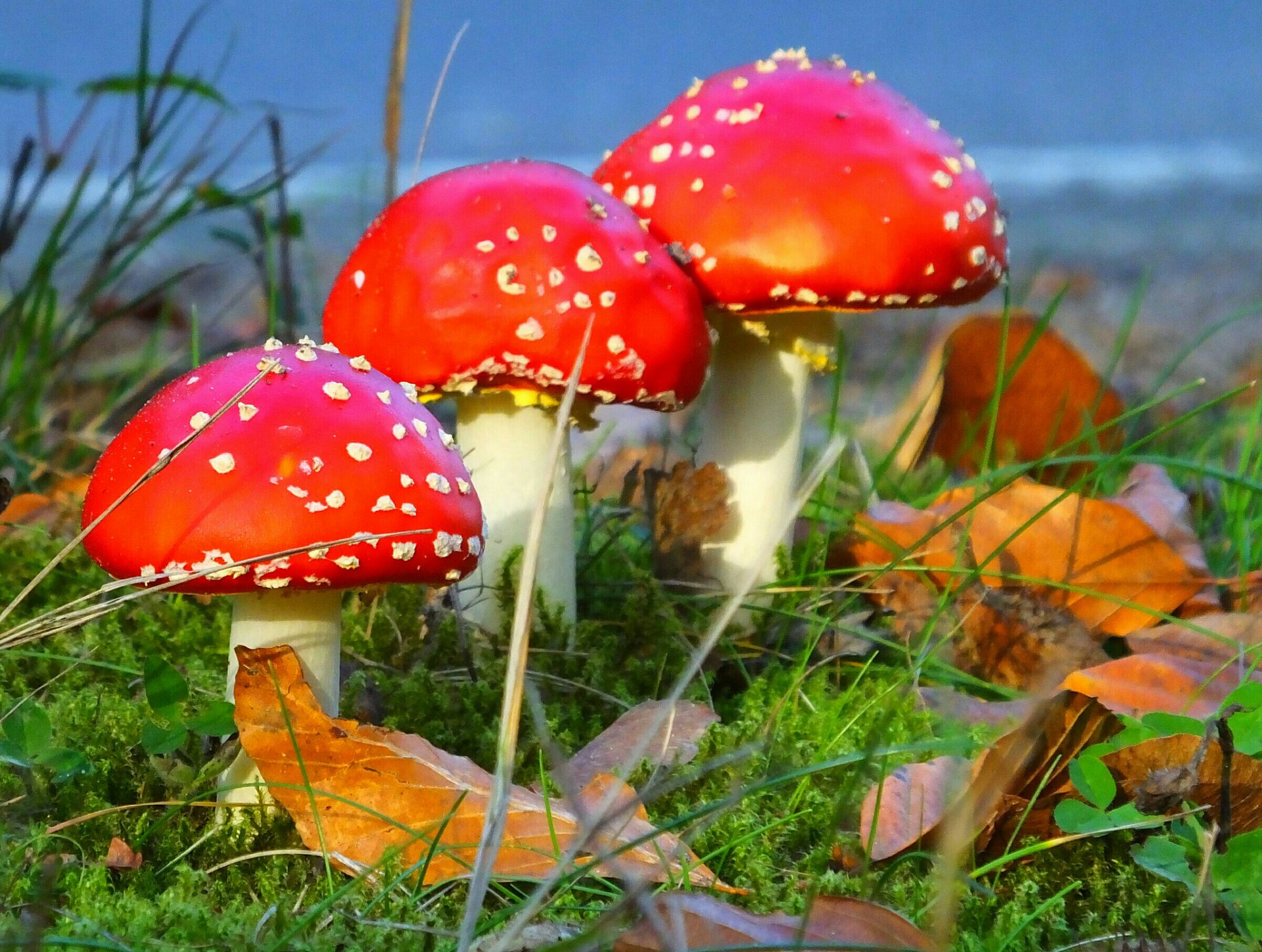 autumn grass leaves mushrooms amanita