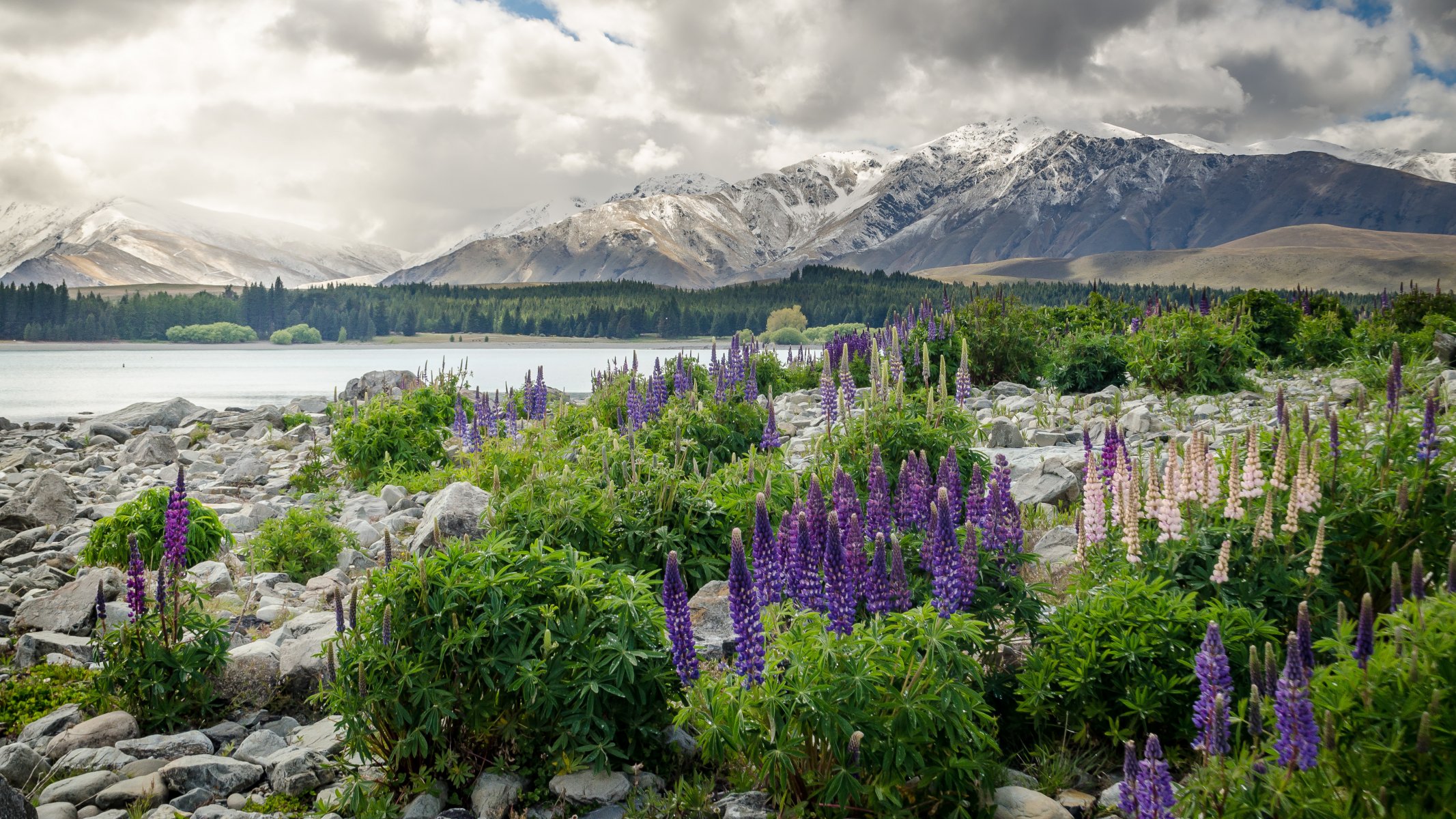 nueva zelanda montañas flores