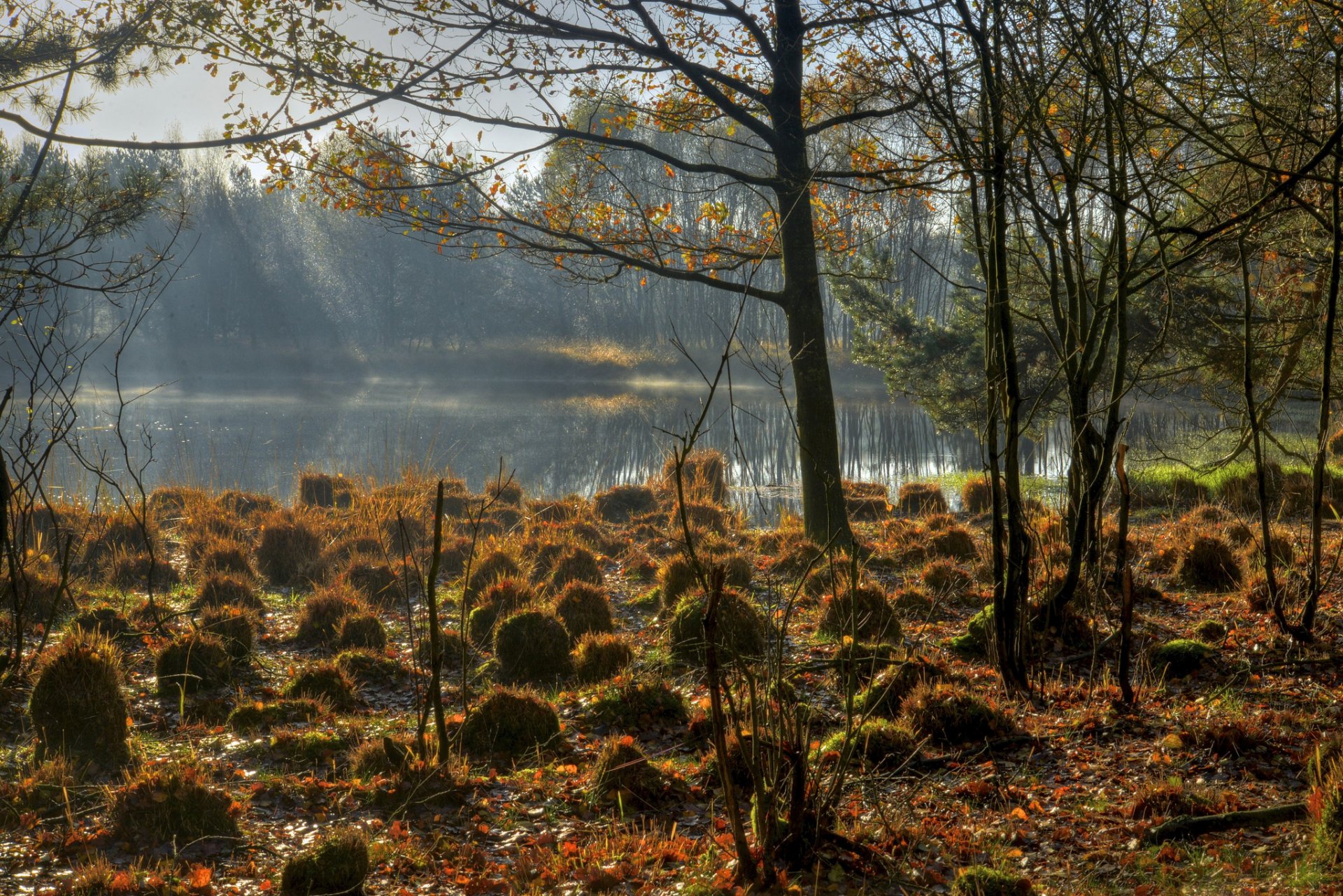 ciel lac bosses herbe arbres automne