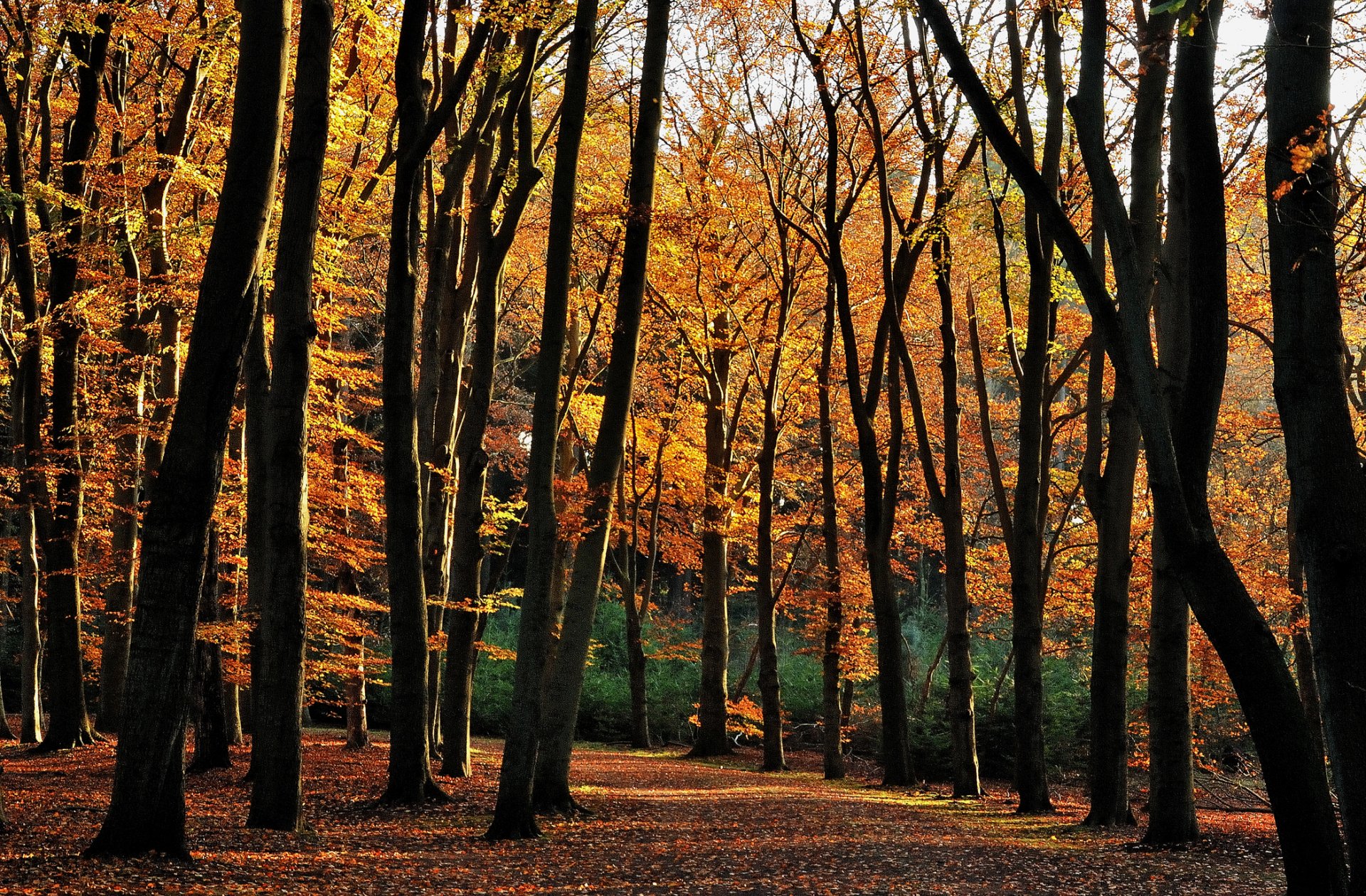 autunno foresta alberi caduta delle foglie