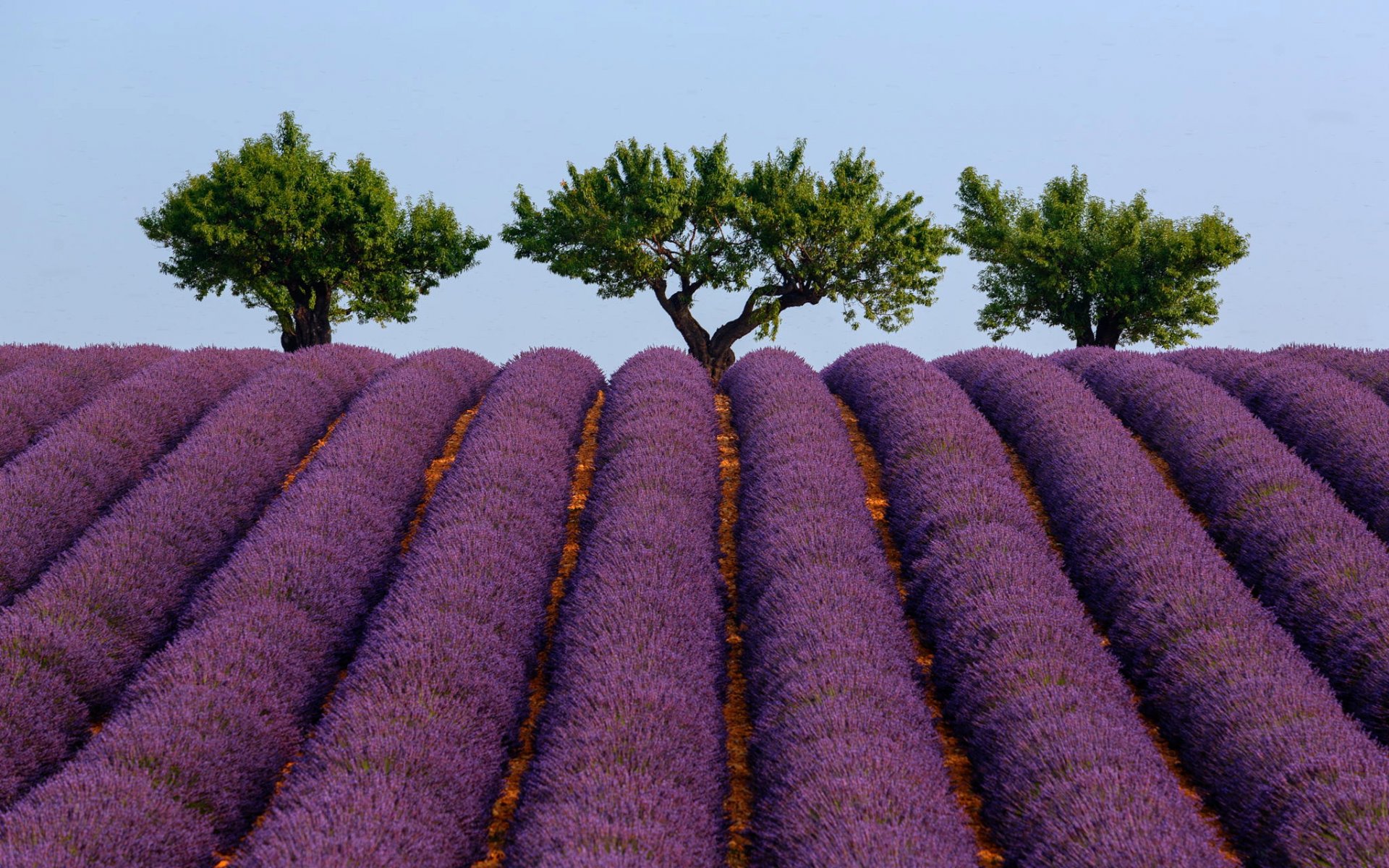 frankreich provence sommer himmel bäume lavendel