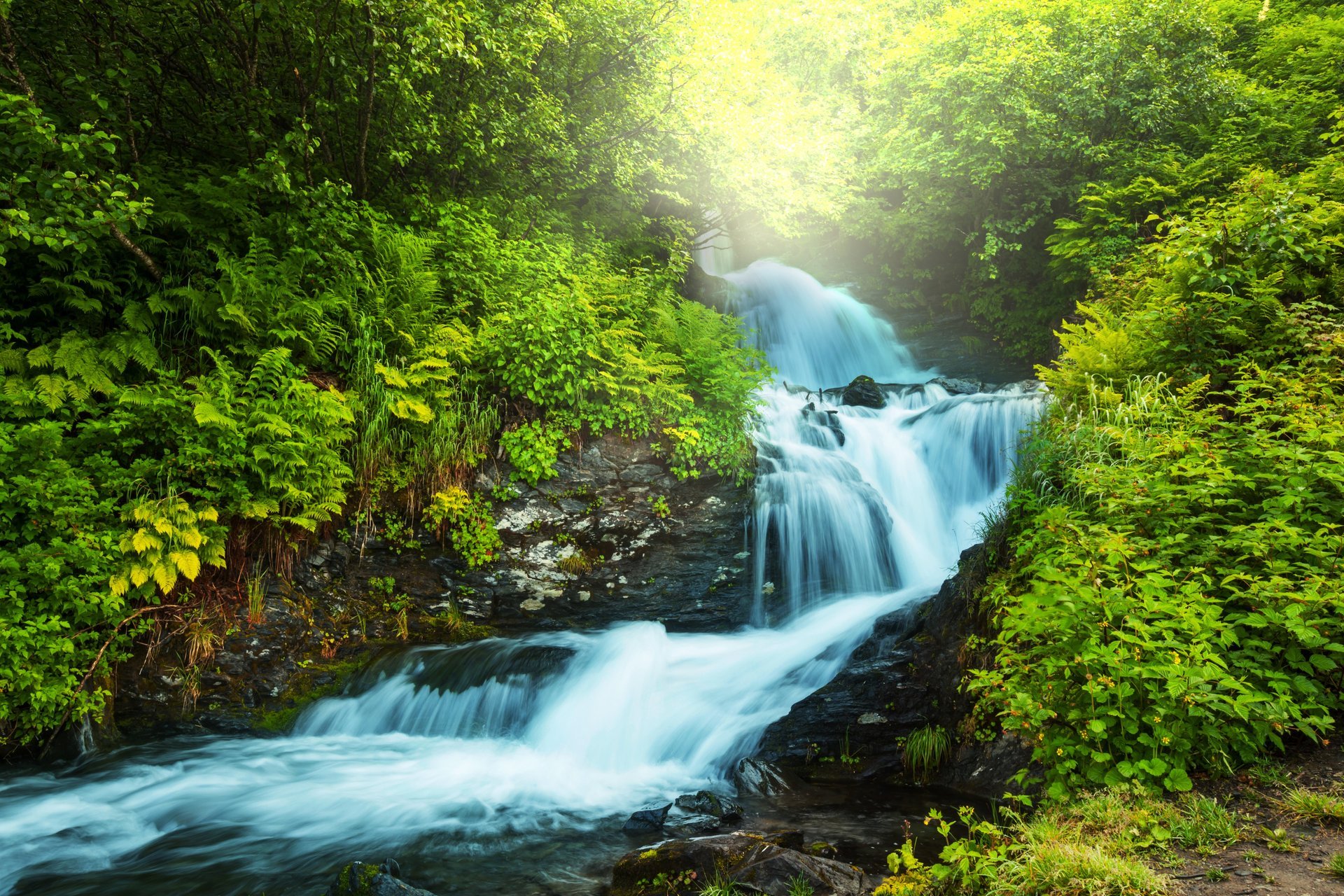 forest river feed fern green