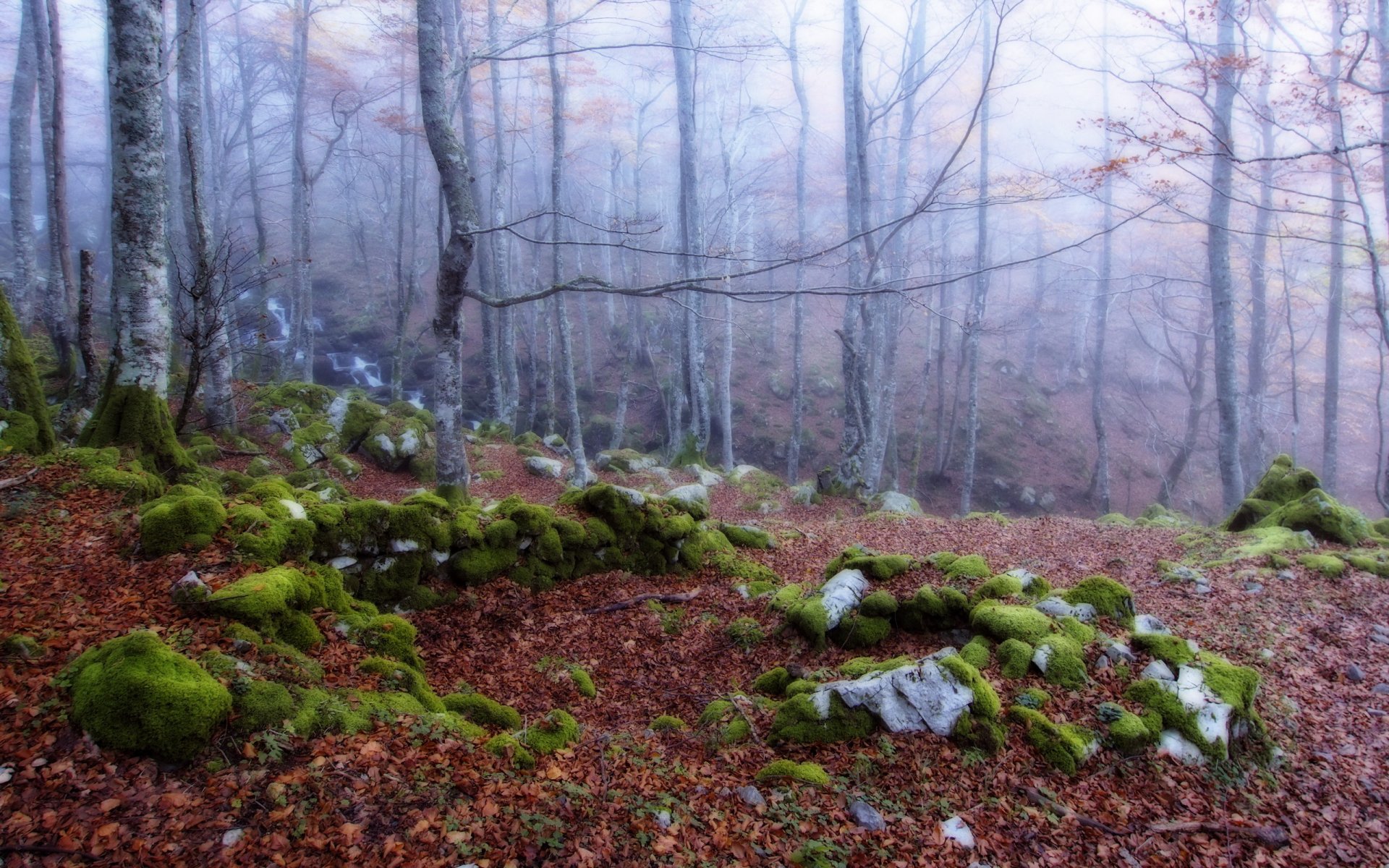 las mgła jesień natura