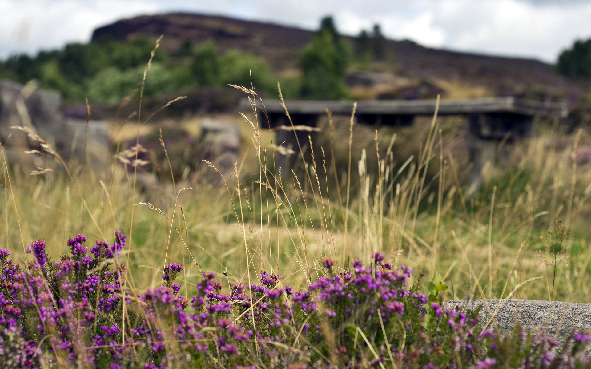 blumen sommer natur