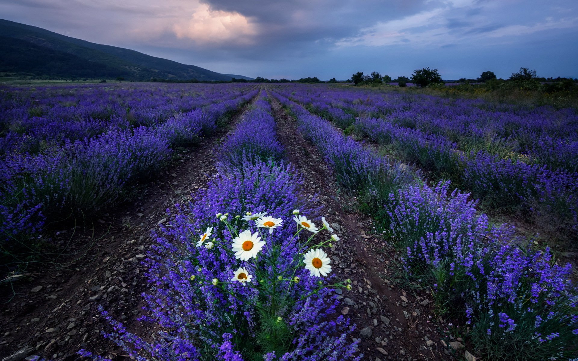 feld blumen lavendel gänseblümchen